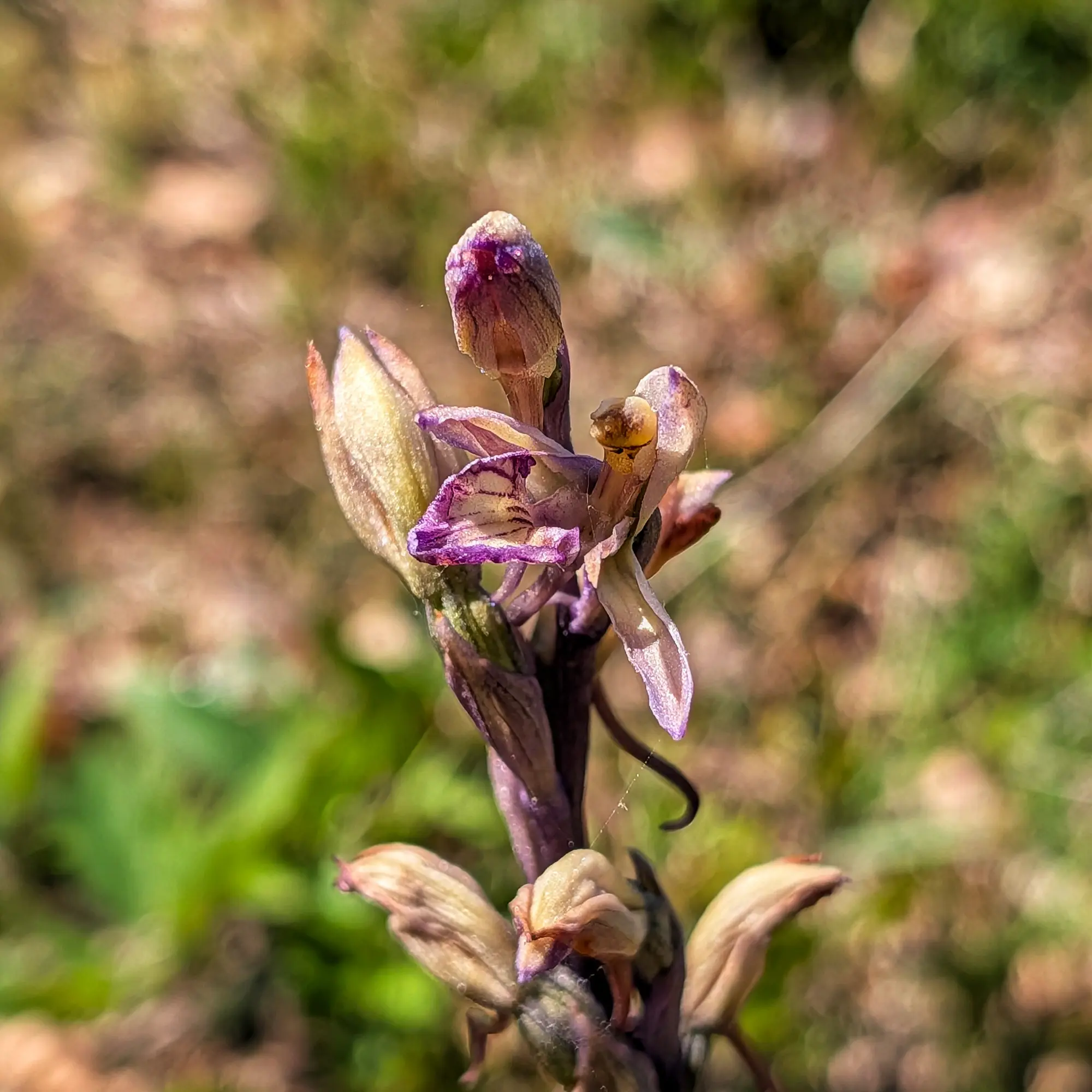 Primer plano de orquídea Limodorum abortivum con flores púrpuras y amarillentas y brotes, sobre fondo natural difuminado.