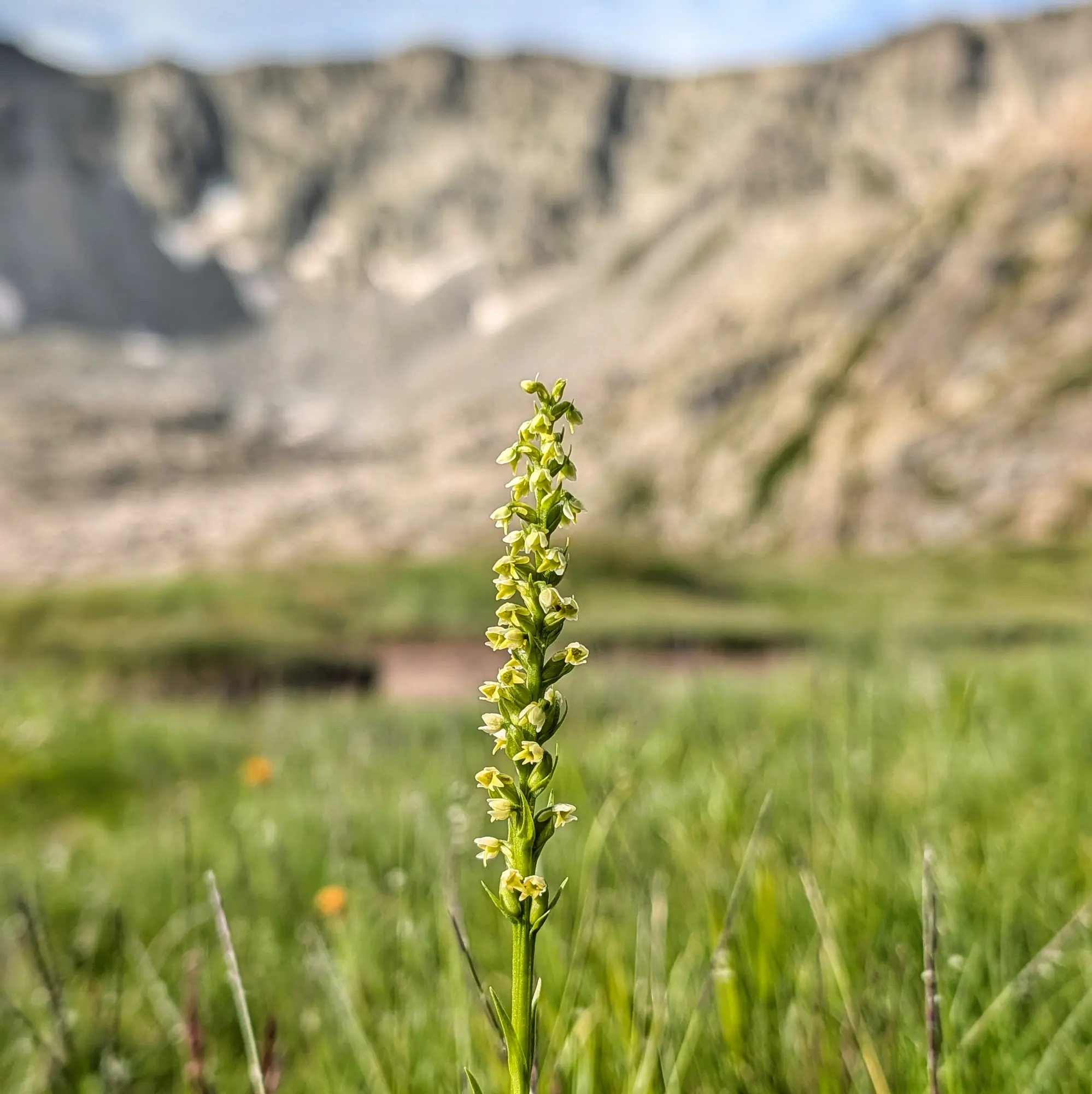 Detall d'una orquídia groc pàl·lid (Pseudorchis albida) en un prat verd de muntanya amb cims rocosos borrosos.