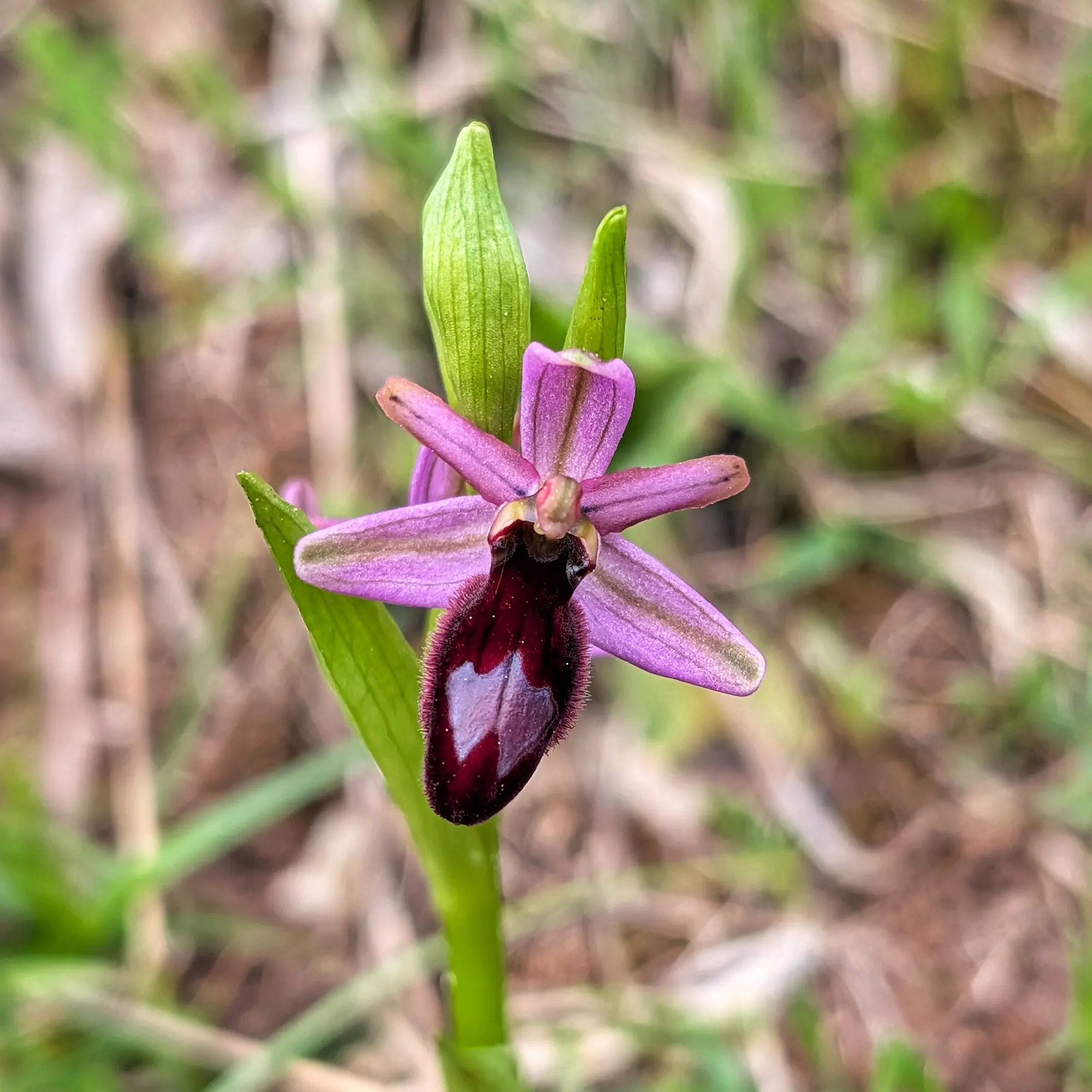 Orquídia Ophrys catalaunica amb pètals liles i label fosc vellutat, en primer pla sobre fons verd borrós.