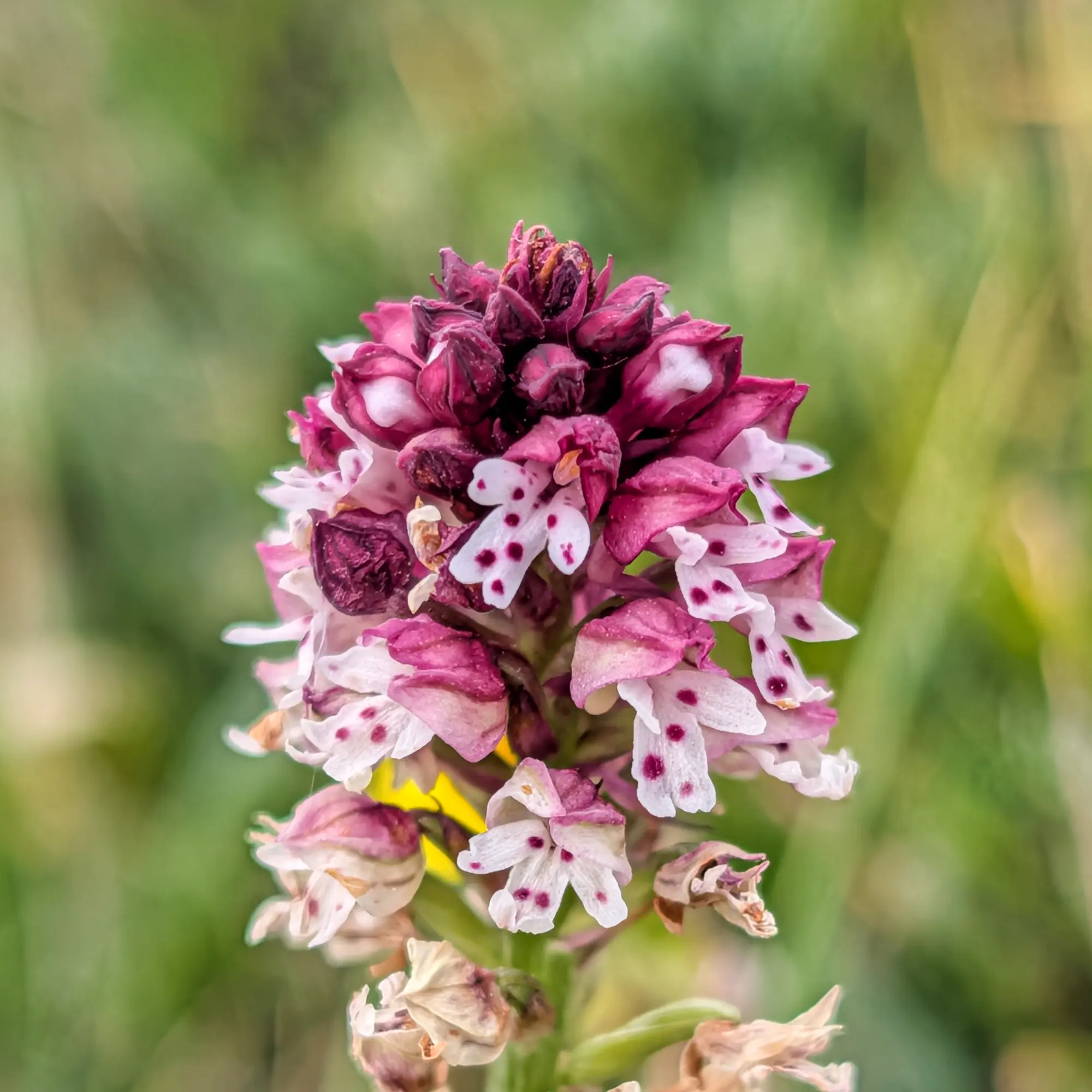 Primer pla d'una orquídia Neotinea ustulata amb les seves flors distintives de color porpra i blanc en un entorn natural.