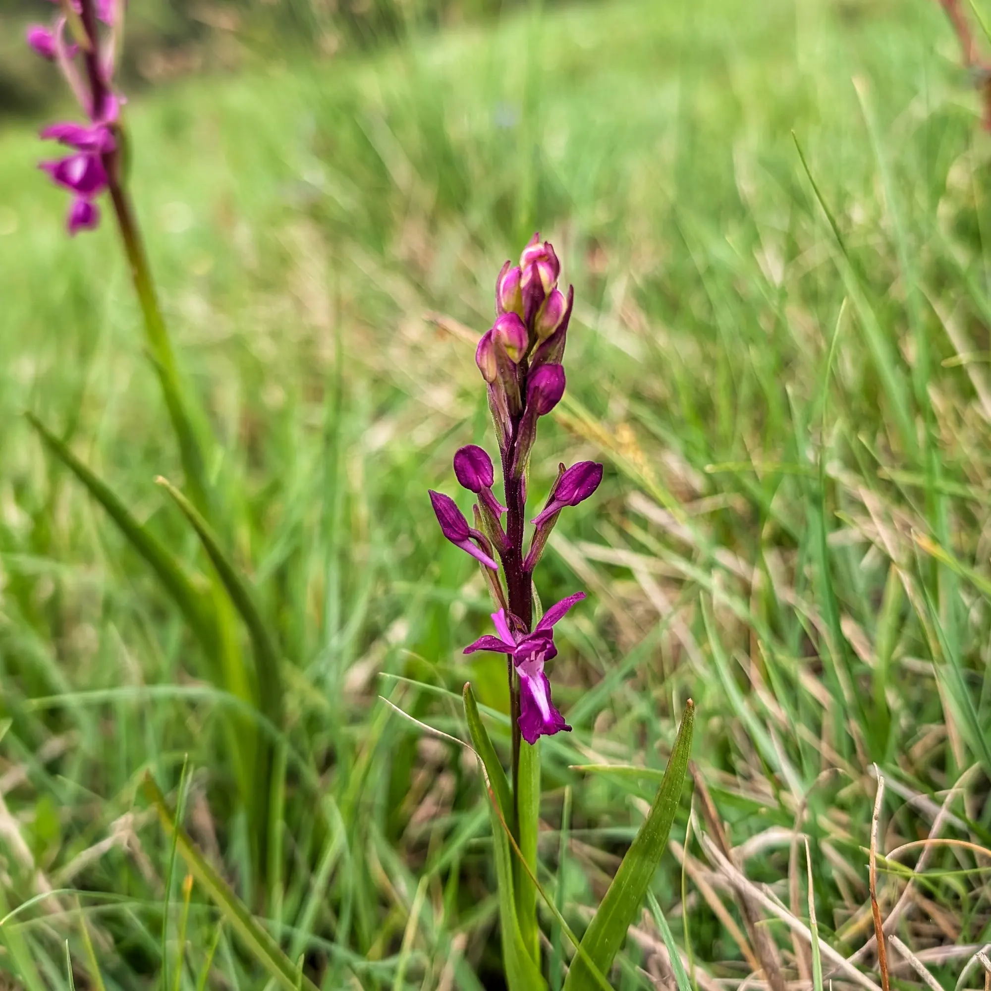 Purple Anacamptis laxiflora orchid with budding and open flowers, against a blurred green grass background.