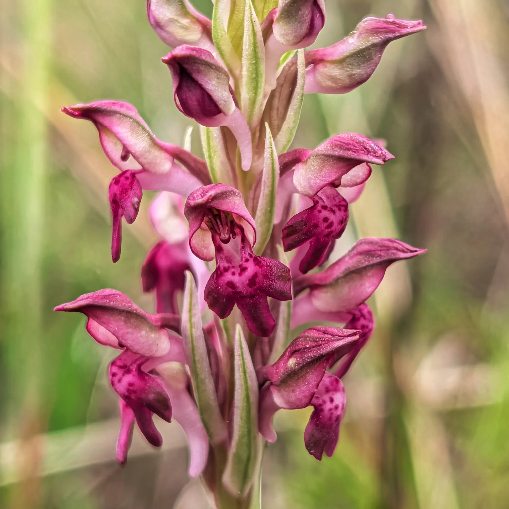 Close-up of a fragrant bug orchid, Anacamptis coriophora subsp. fragrans, showing magenta and pink flowers on a green stem.