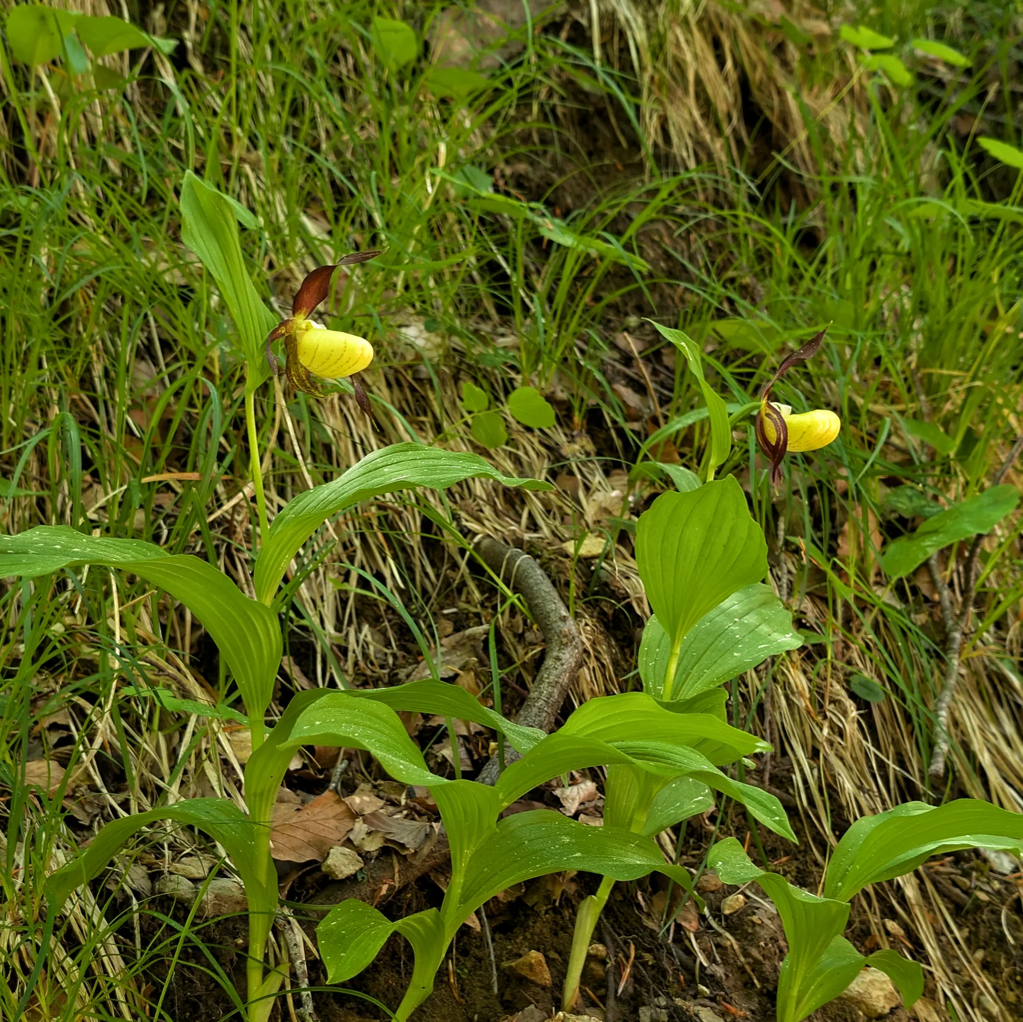 A couple of specimens of Cypripedium calceolus from the Catalan Pre-Pyrenees