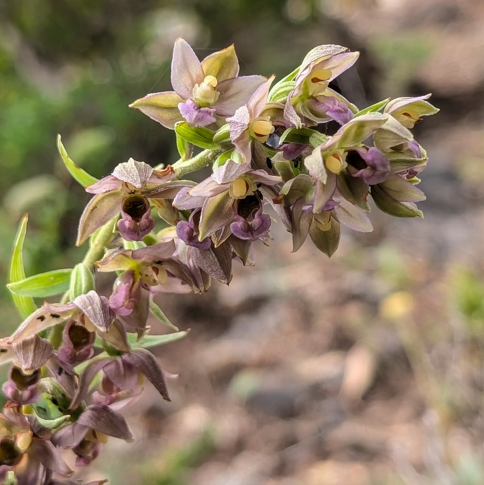 Specimen of Epipactis tremolsii near some mines in Montgaillard (France)
