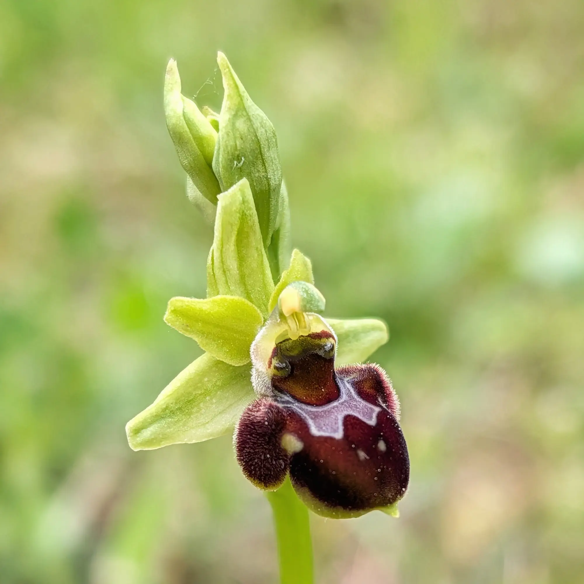 Primer pla d'una orquídia Ophrys ×nouletii, amb pètals verds i label marró-vermellós vellutat amb patró blanc.