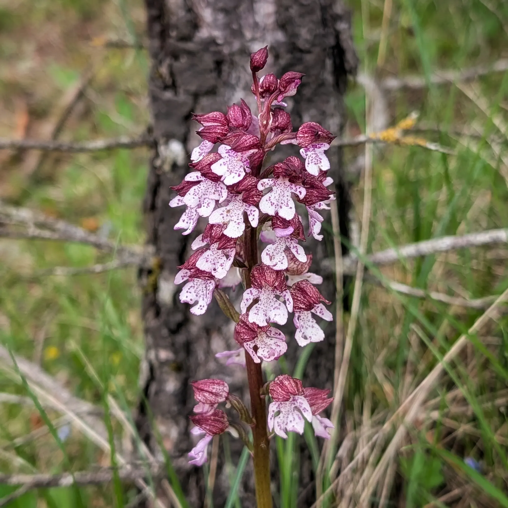 Primer pla d'Orchis purpurea amb flors blanques i porpra tacades sobre un fons borrós de soca i vegetació.
