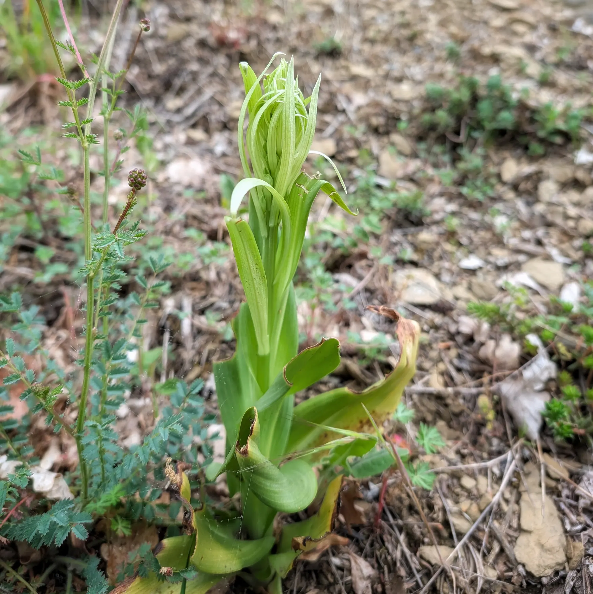 Primer pla de Himantoglossum hircinum en creixement inicial, amb fulles verdes emergents i algunes basals seques, sobre sòl pedregós.