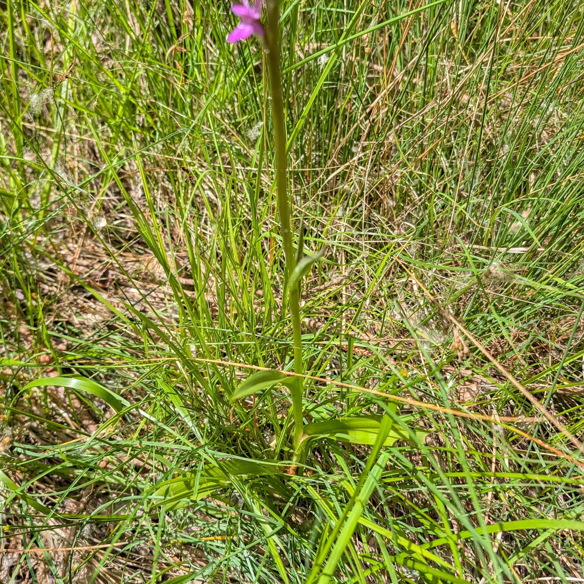 Dactylorhiza elata, orquídia silvestre en entorn natural.