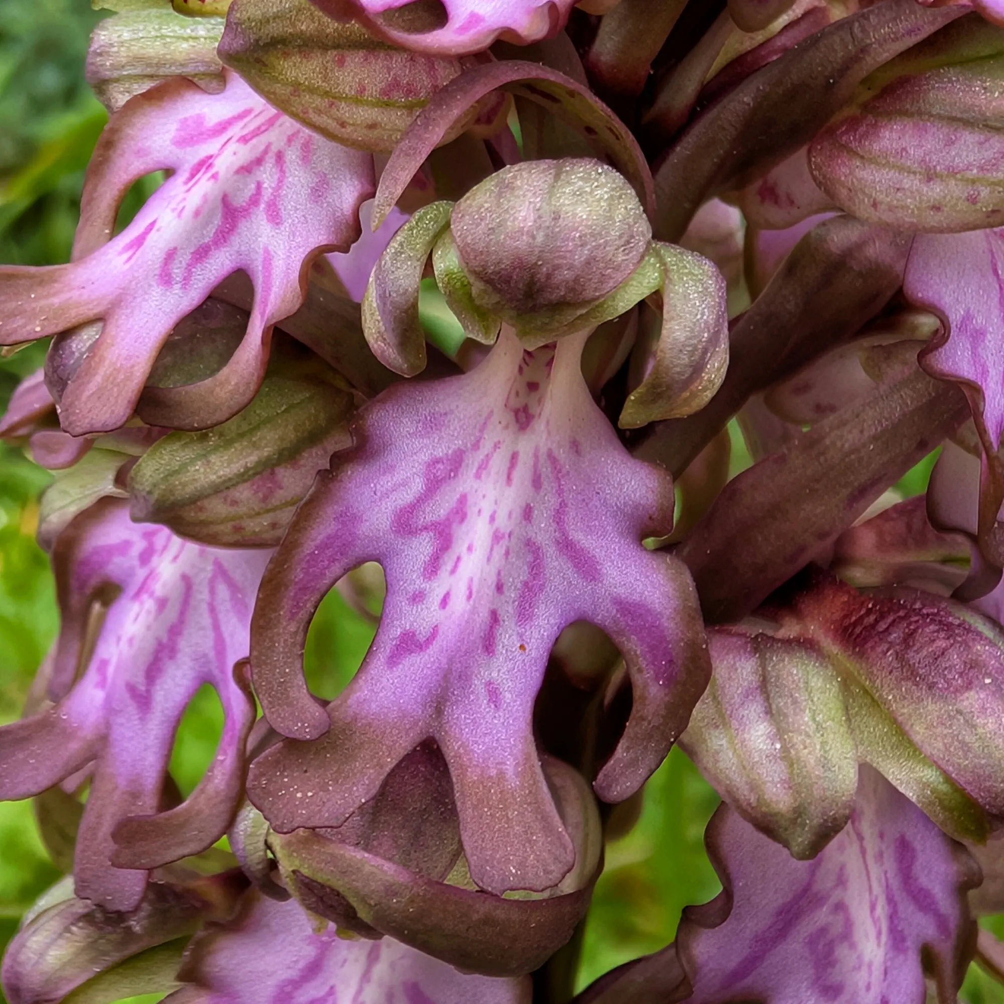 Primer pla d'una flor d'Himantoglossum robertianum.