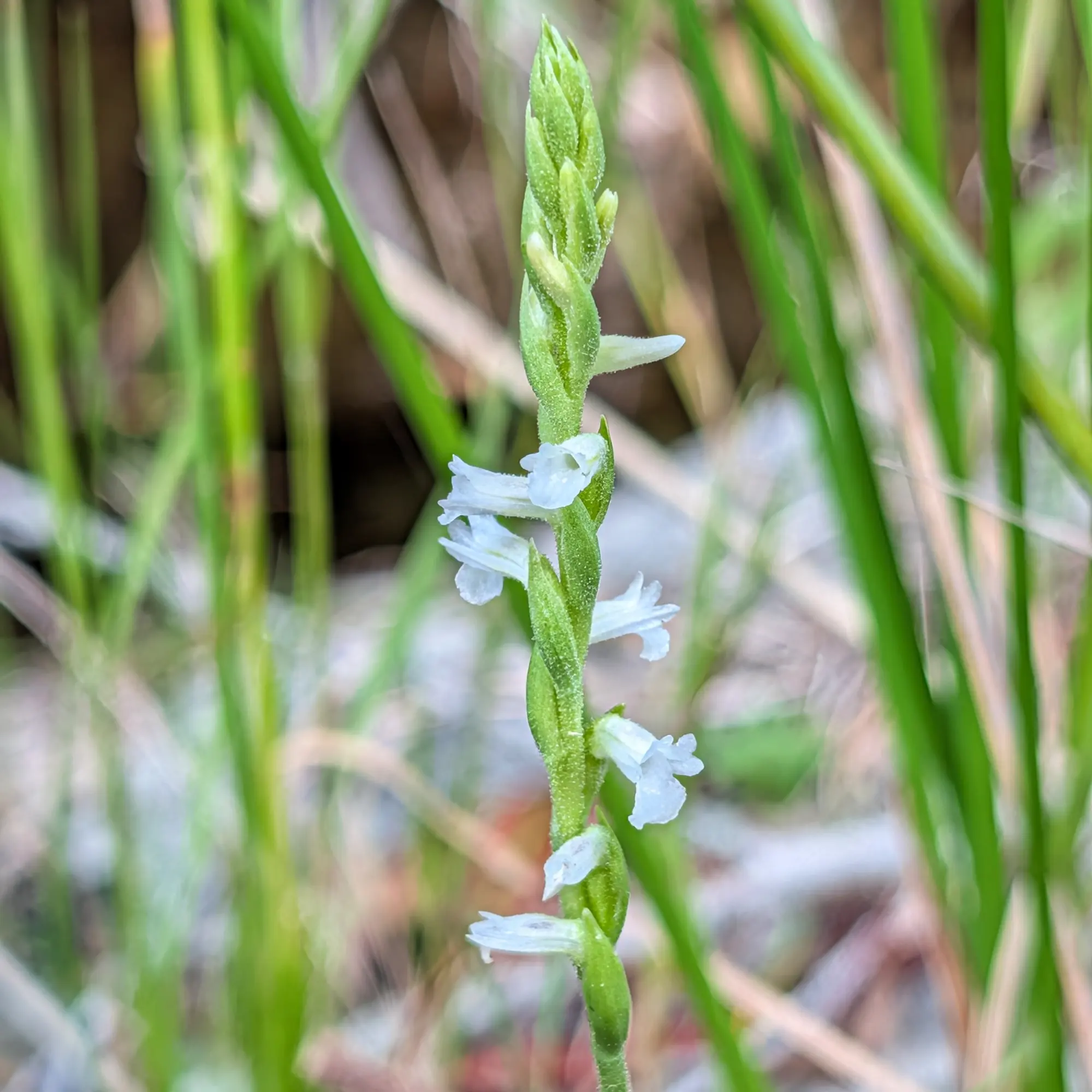Primer pla de flors blanques d'orquídia Spiranthes aestivalis en espiral sobre tija verda, fons borrós.