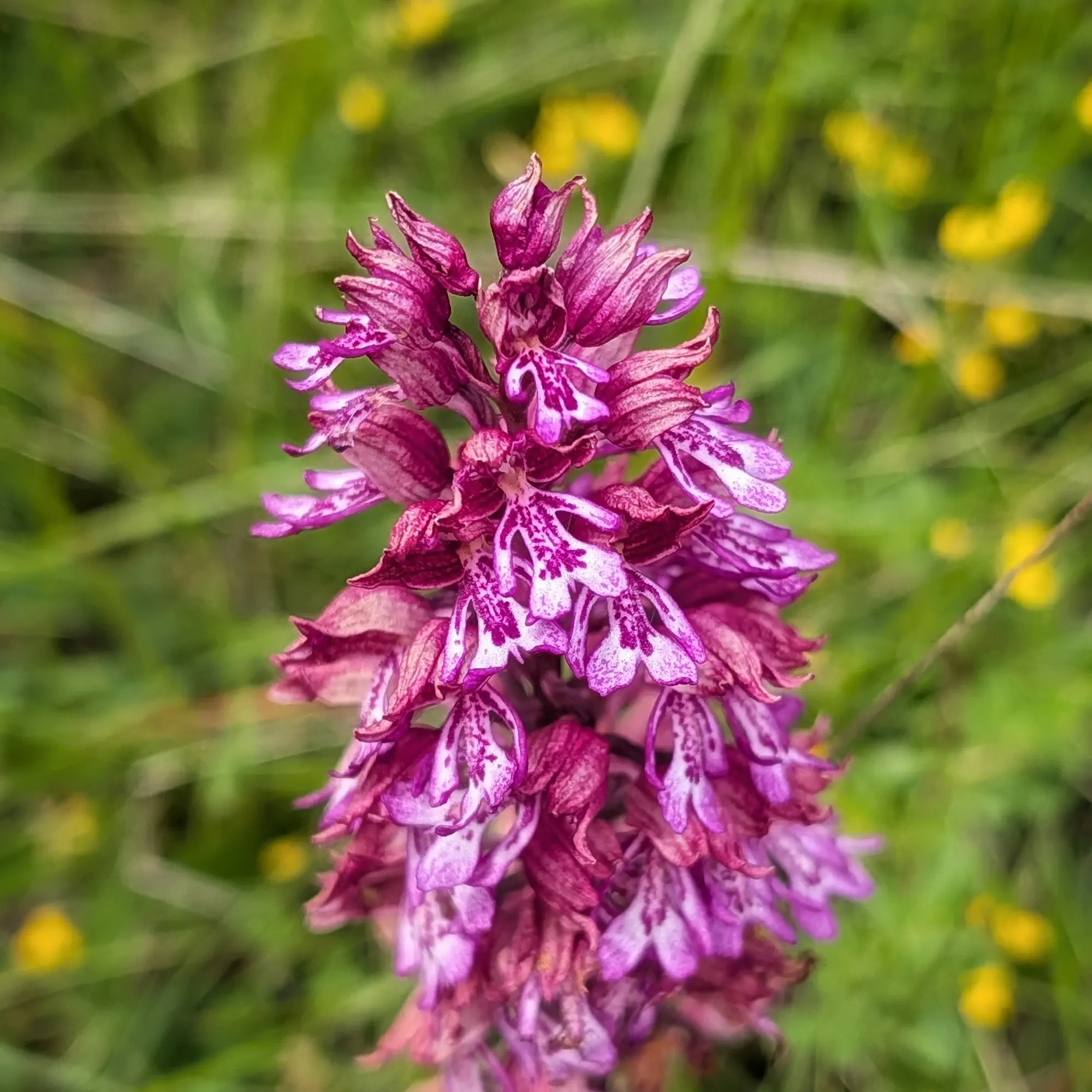 Orquídia híbrida (Orchis ×hybrida) amb flors porpra i blanques sobre fons verd difuminat.