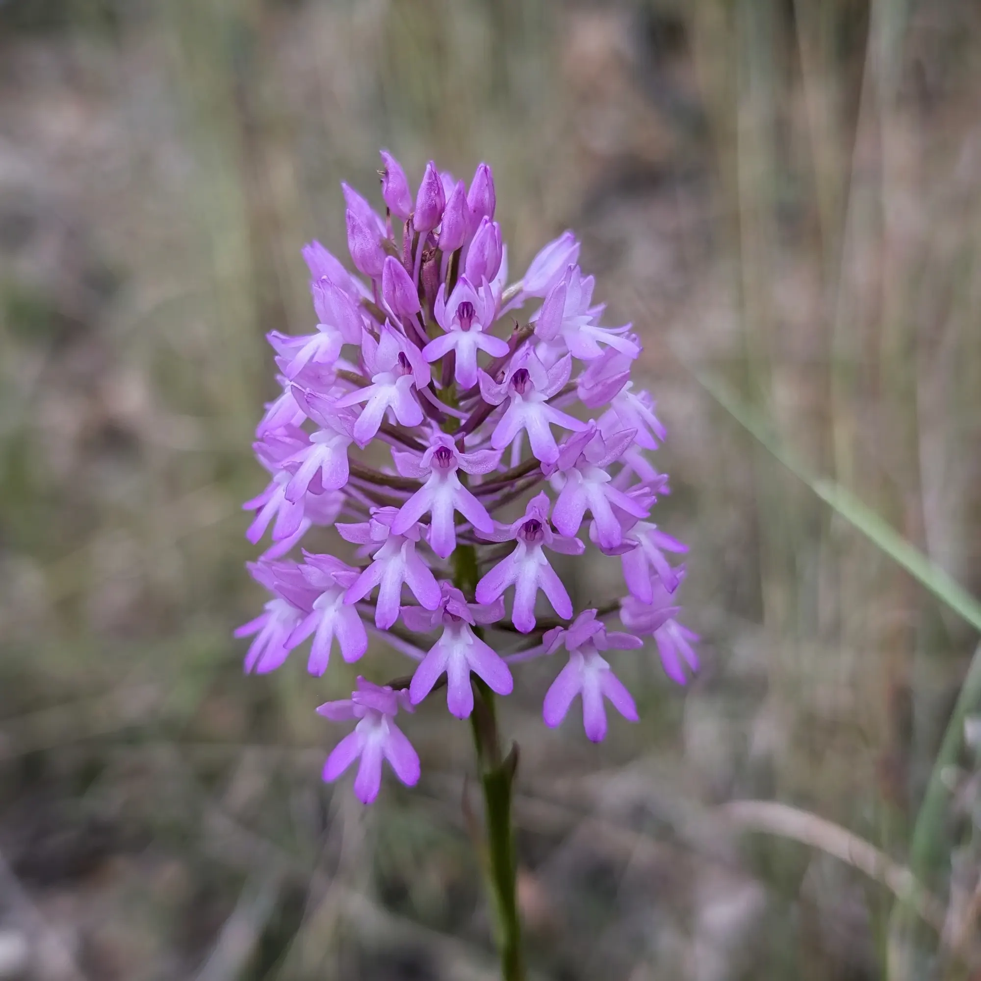 Close-up of a pyramidal orchid (Anacamptis pyramidalis) with a dense spike of purple-pink flowers against a blurred background.