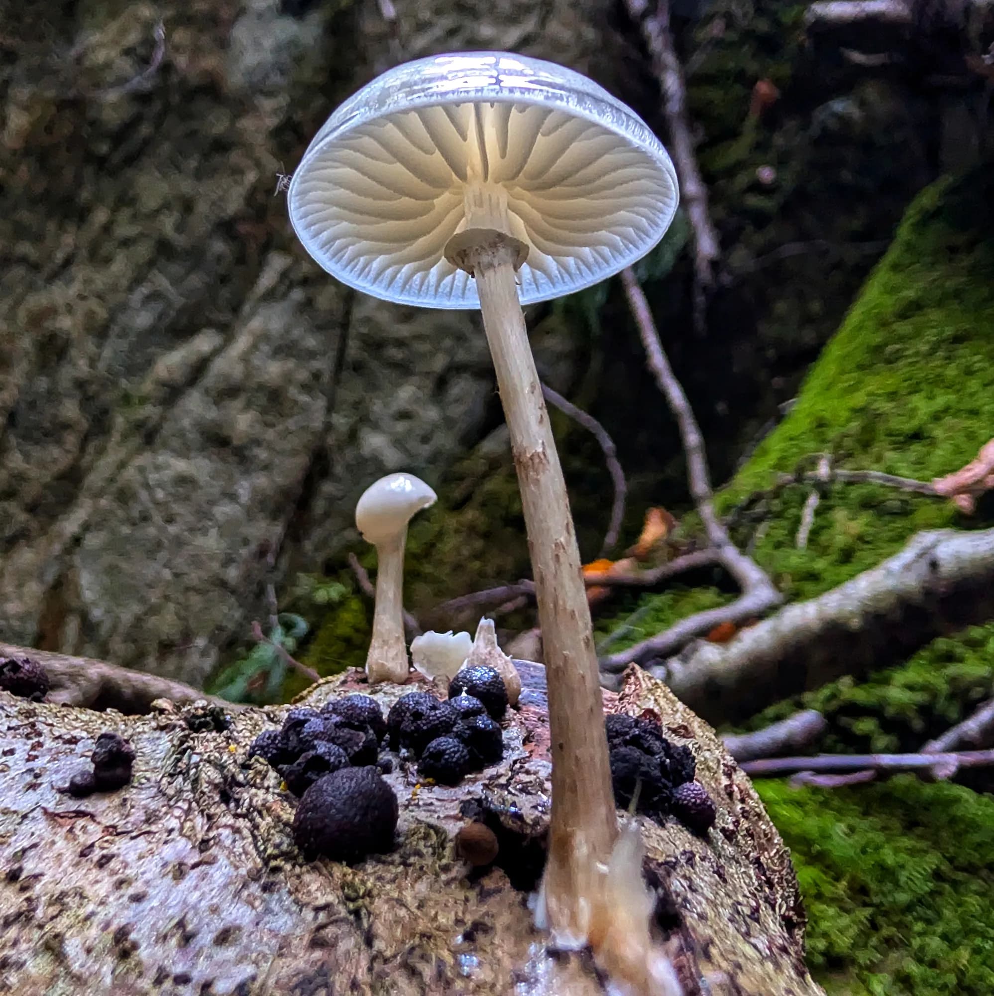 Oudemansiella mucida