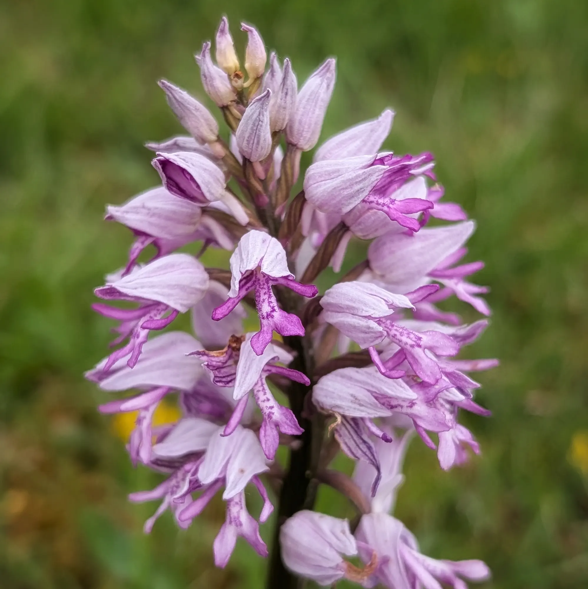 Orquídia militar (Orchis militaris) amb flors liles i blanques i alguns capolls, sobre fons verd difuminat.