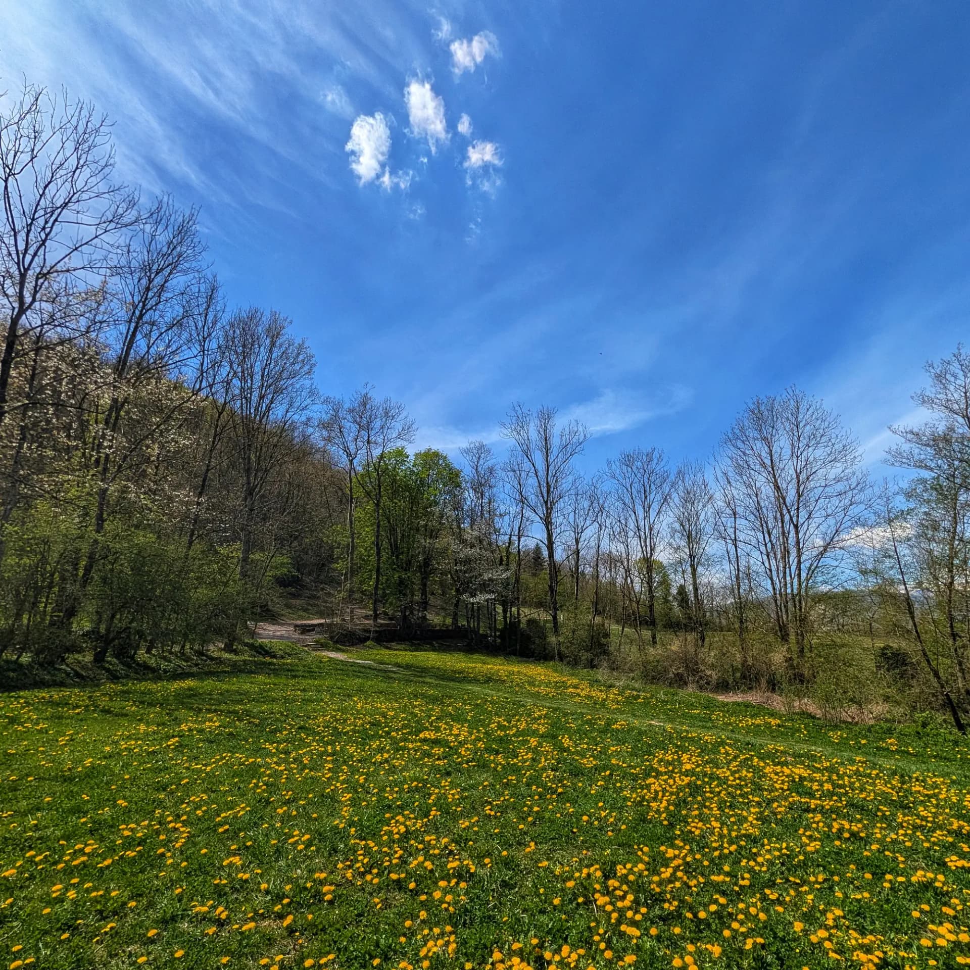 Camp verd amb dent de lleó grogues, bosc d'arbres amb fulles noves i flors blanques, sota un cel blau clar amb núvols.
