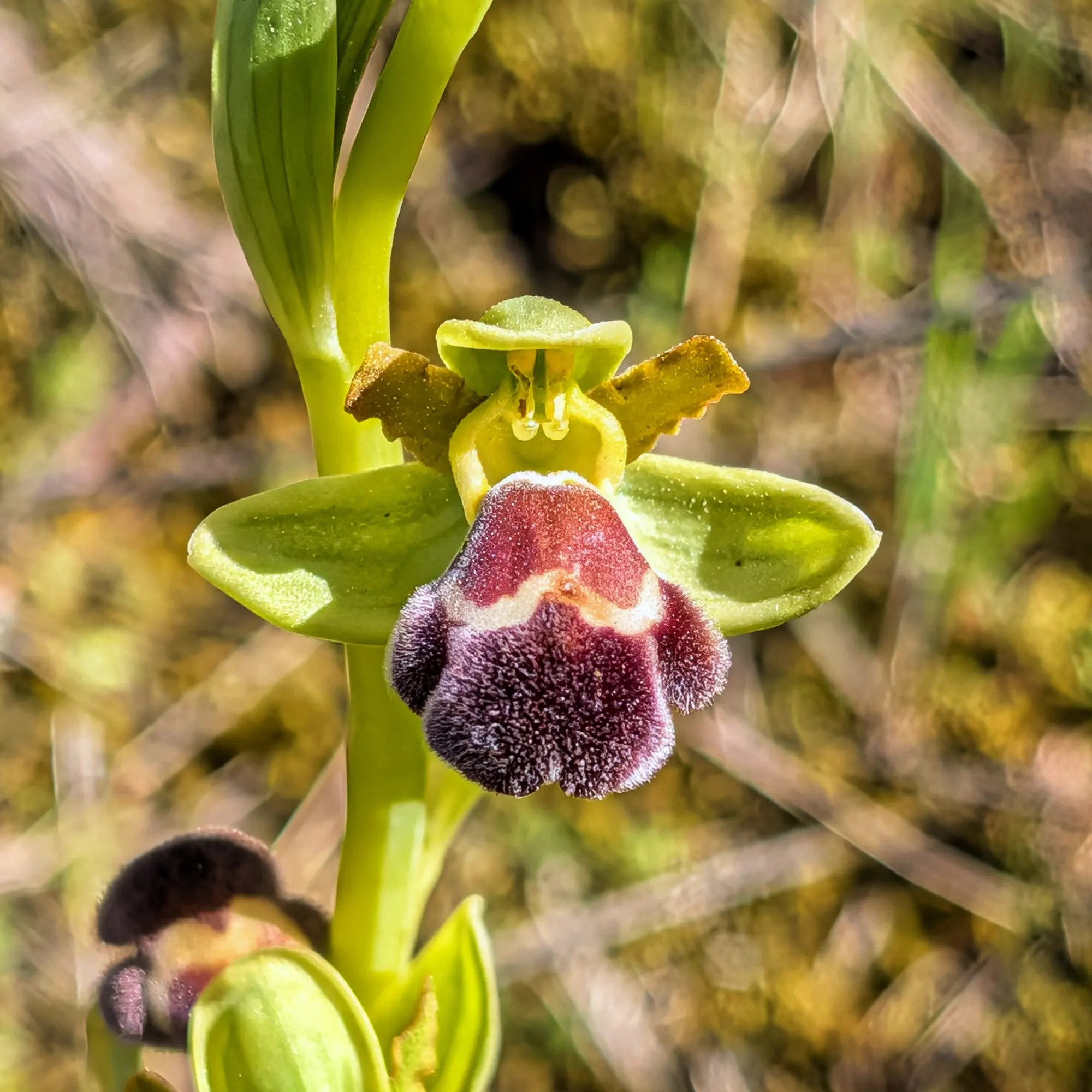 Primer plano de orquídea Ophrys dyris con sépalos verdes y label aterciopelado granate oscuro.