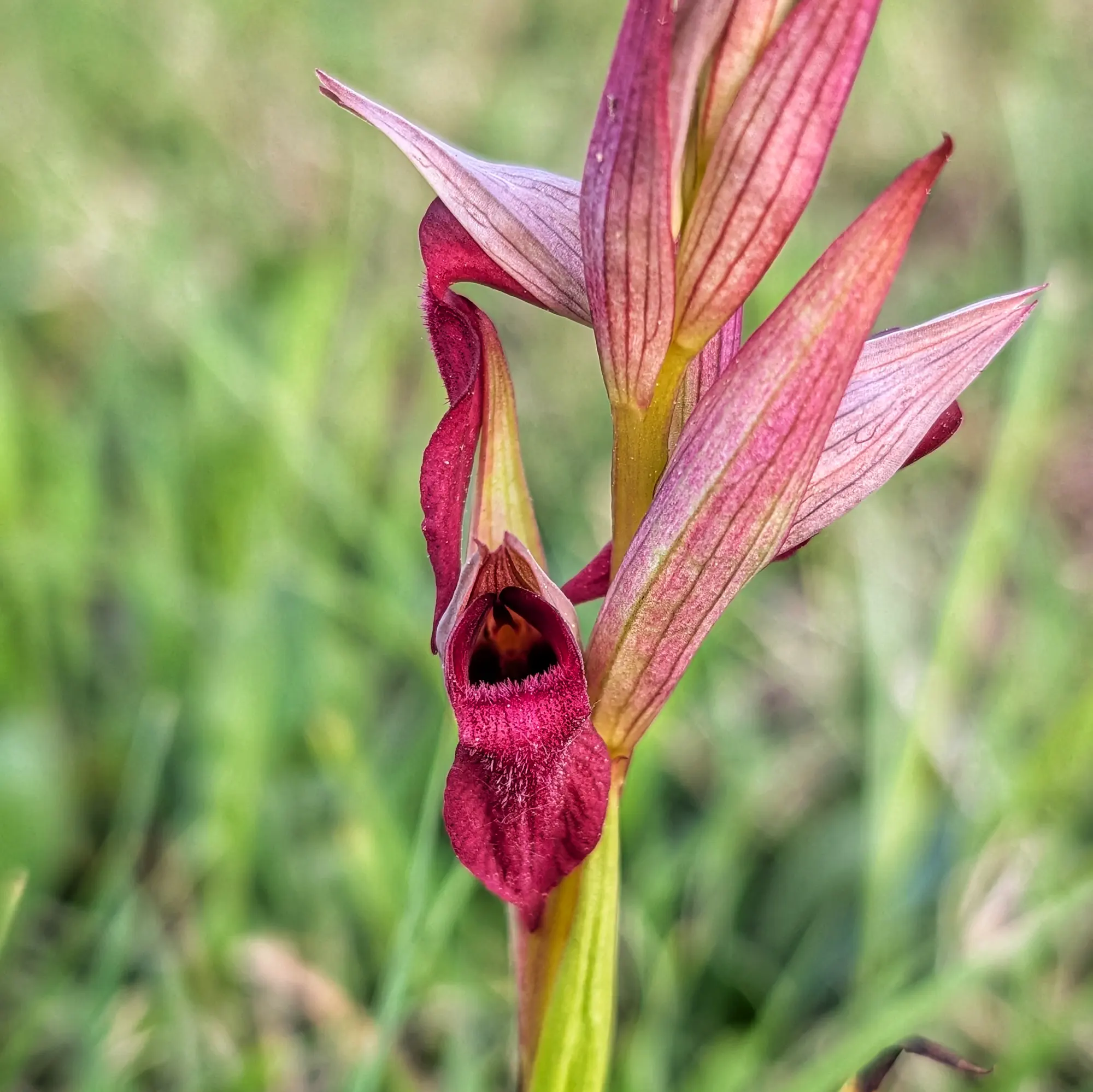 Primer pla d'orquídia Serapias x intermedia, amb pètals magenta i labellum fosc i pelut sobre fons verd difús.