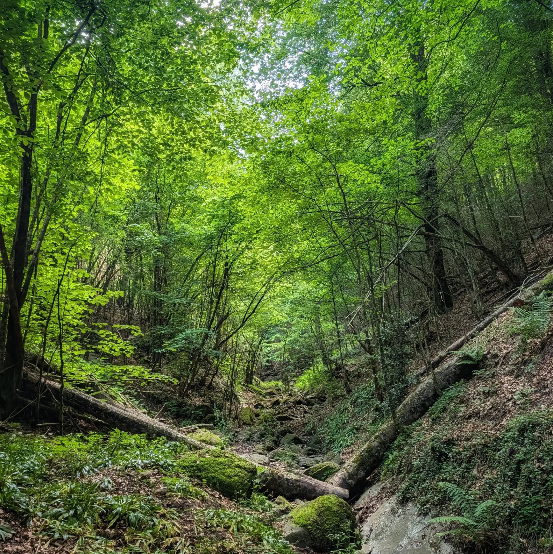 Lush green beech forest valley with a rocky stream bed and fallen trees, dappled light filtering through the canopy.