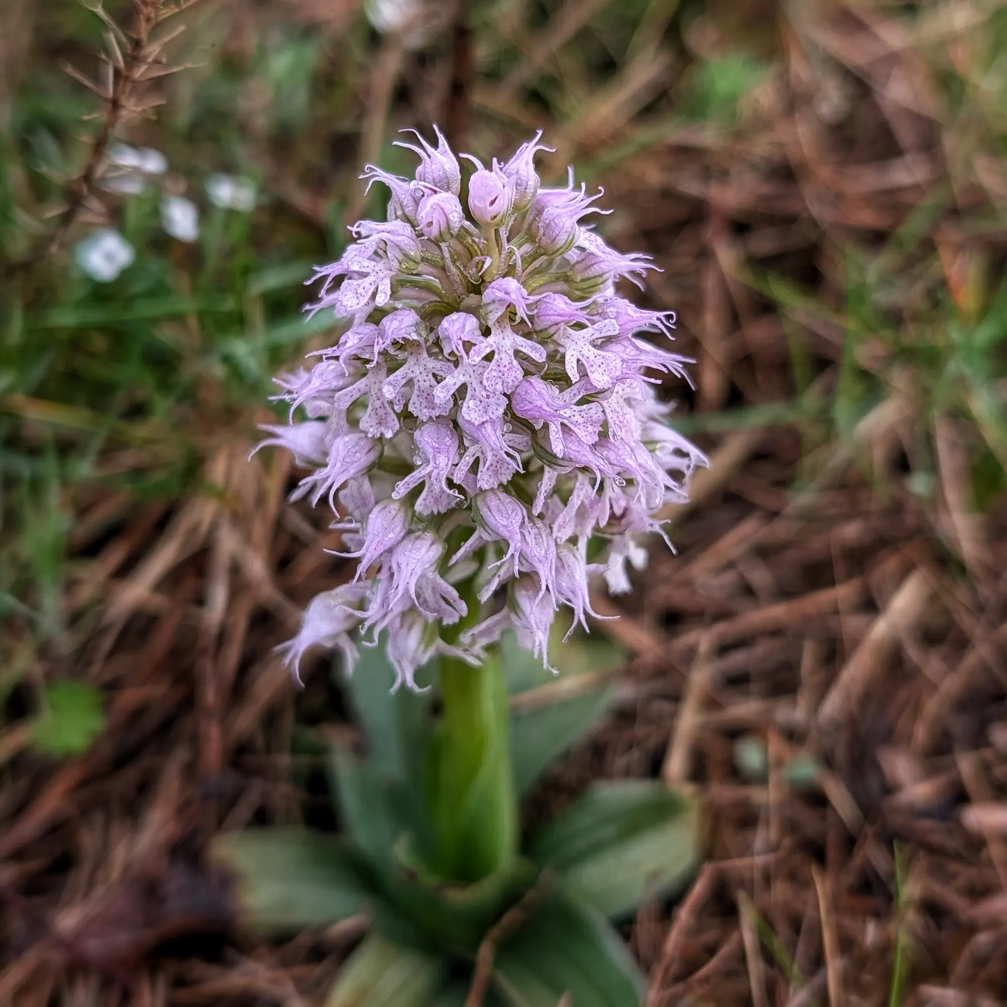 Primer pla d'orquídia Neotinea conica lila amb flors tacades i gotes d'aigua, fons verd i marró borrós.