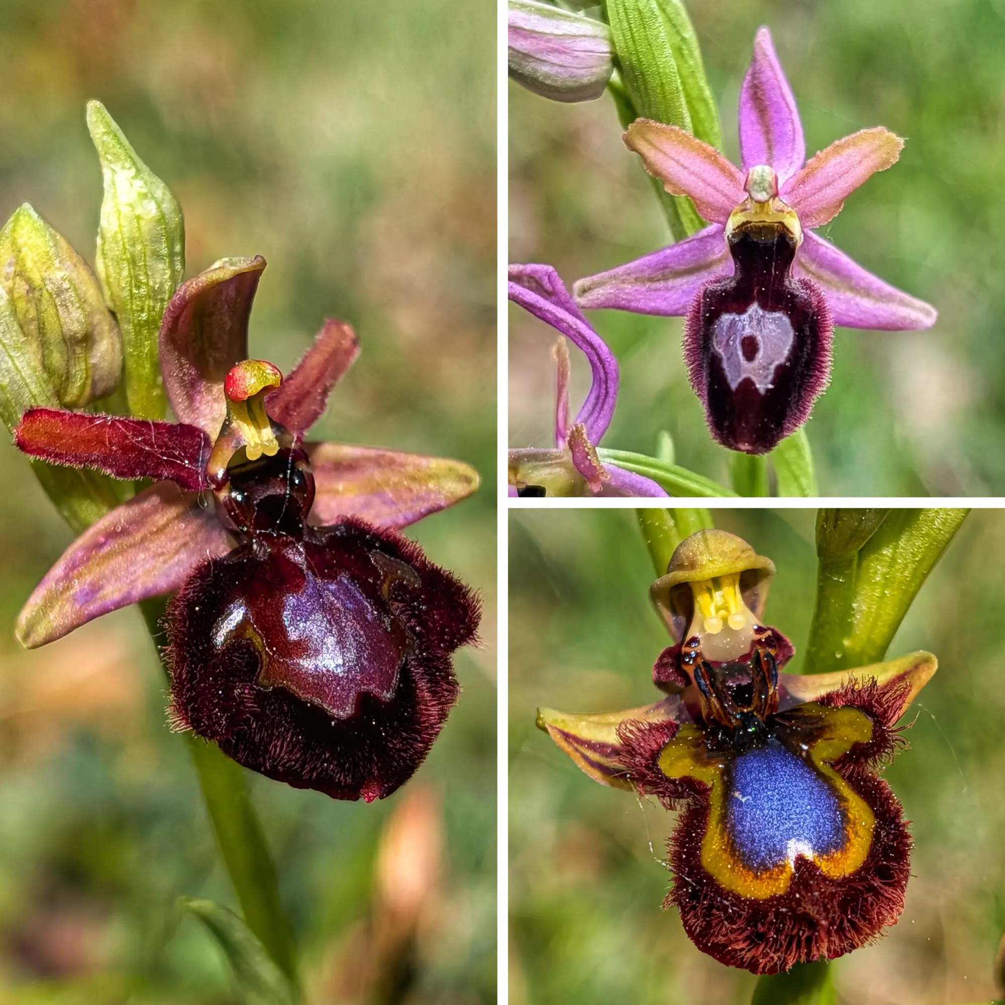 Muntatge de tres orquídies Ophrys. Esquerra: híbrid fosc i pelut. Dreta dalt: orquídia lila amb taques blanques. Dreta baix: orquídia blava i groga iridescent.