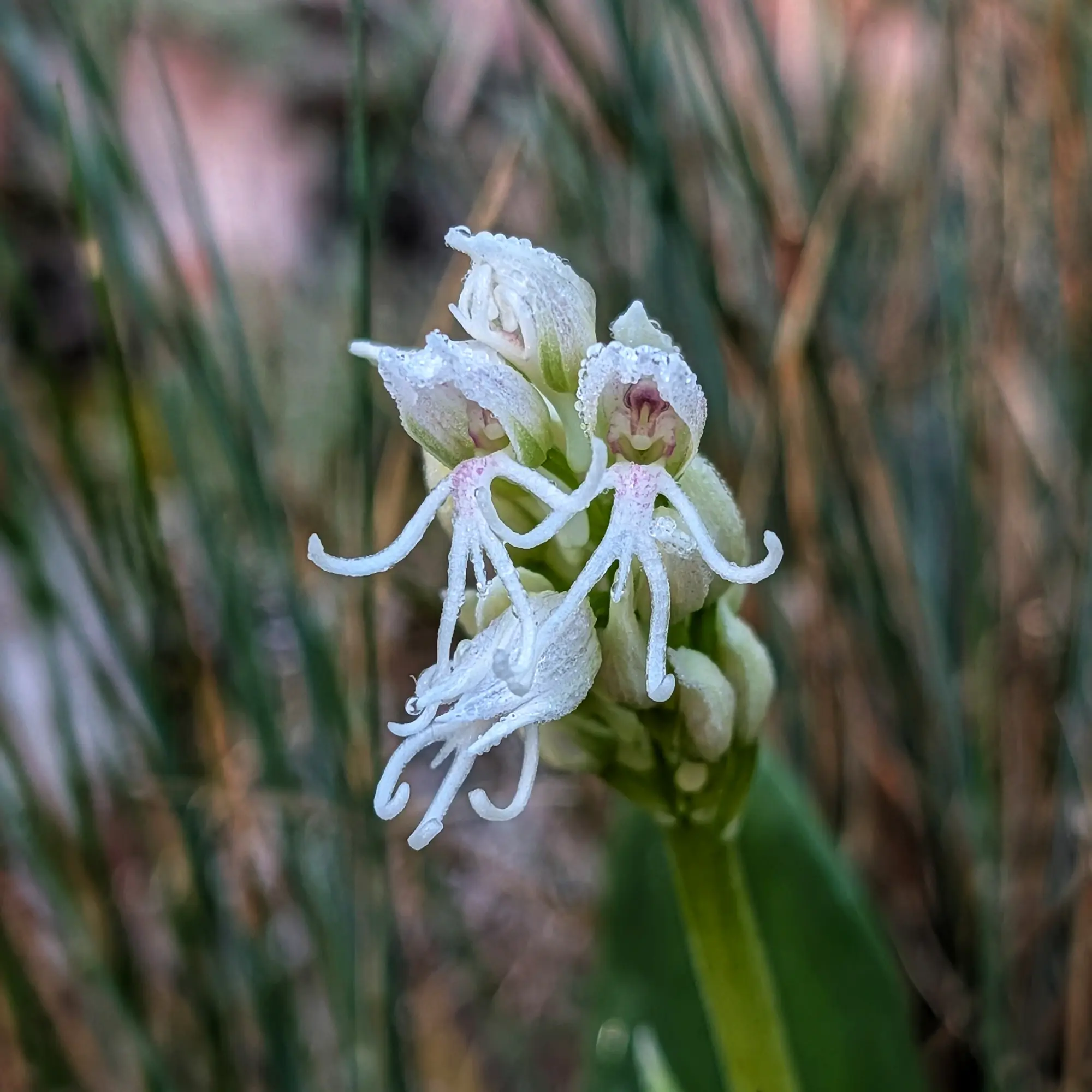 Orquídia simia hipocromàtica coberta de rosada, amb fons borrós verd i marró.