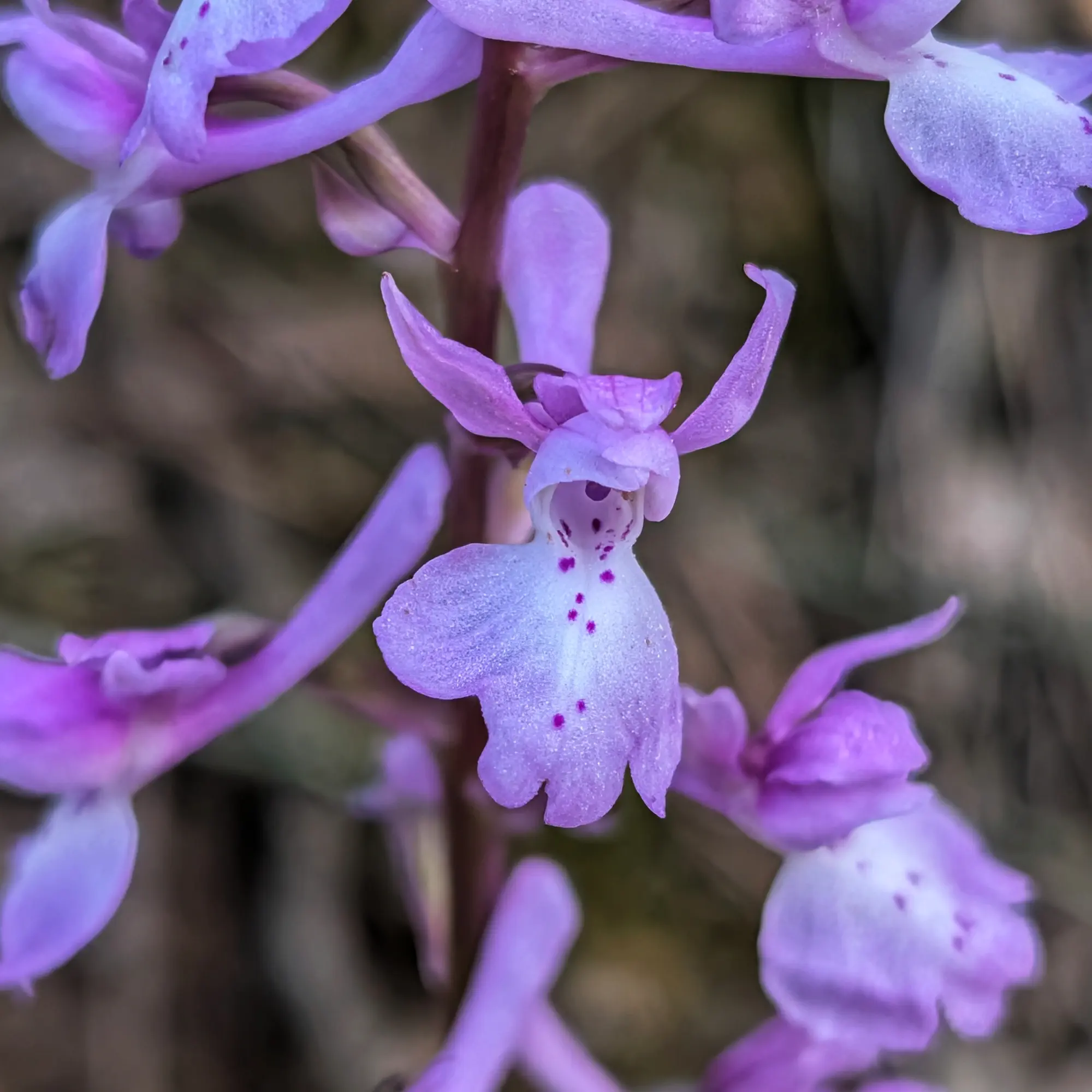 Close-up of a delicate purple-pink orchid flower with spotted labellum and slender petals, against a blurred background.