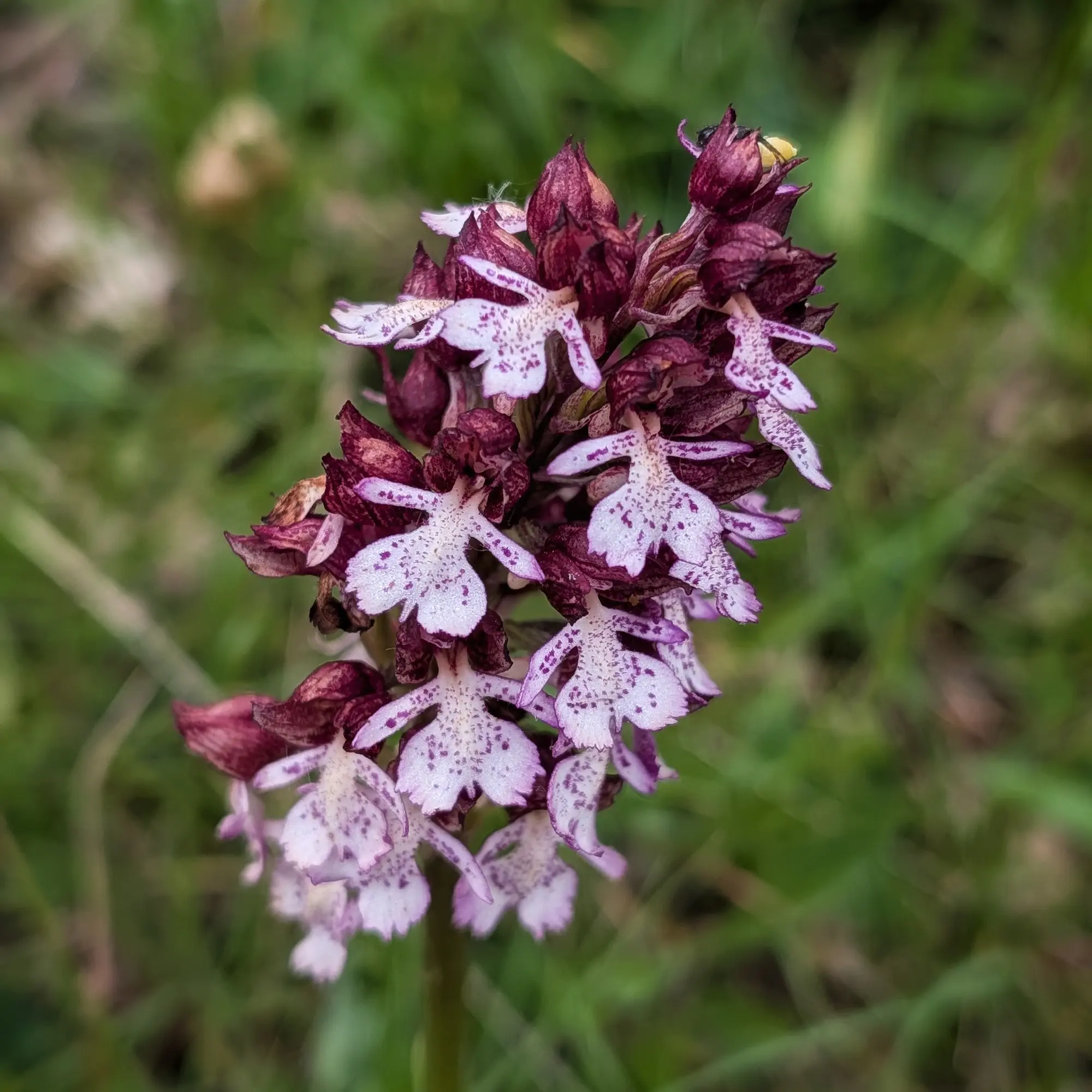 Orchis purpurea amb pètals blancs tacats de porpra sobre un fons verd difuminat.