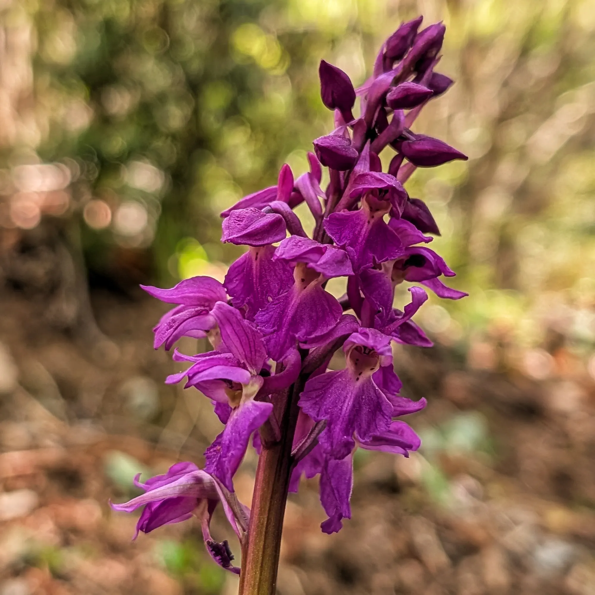 Primer pla d'una orquídia Orchis mascula de color porpra viu amb fons verd i marró natural desenfocat.