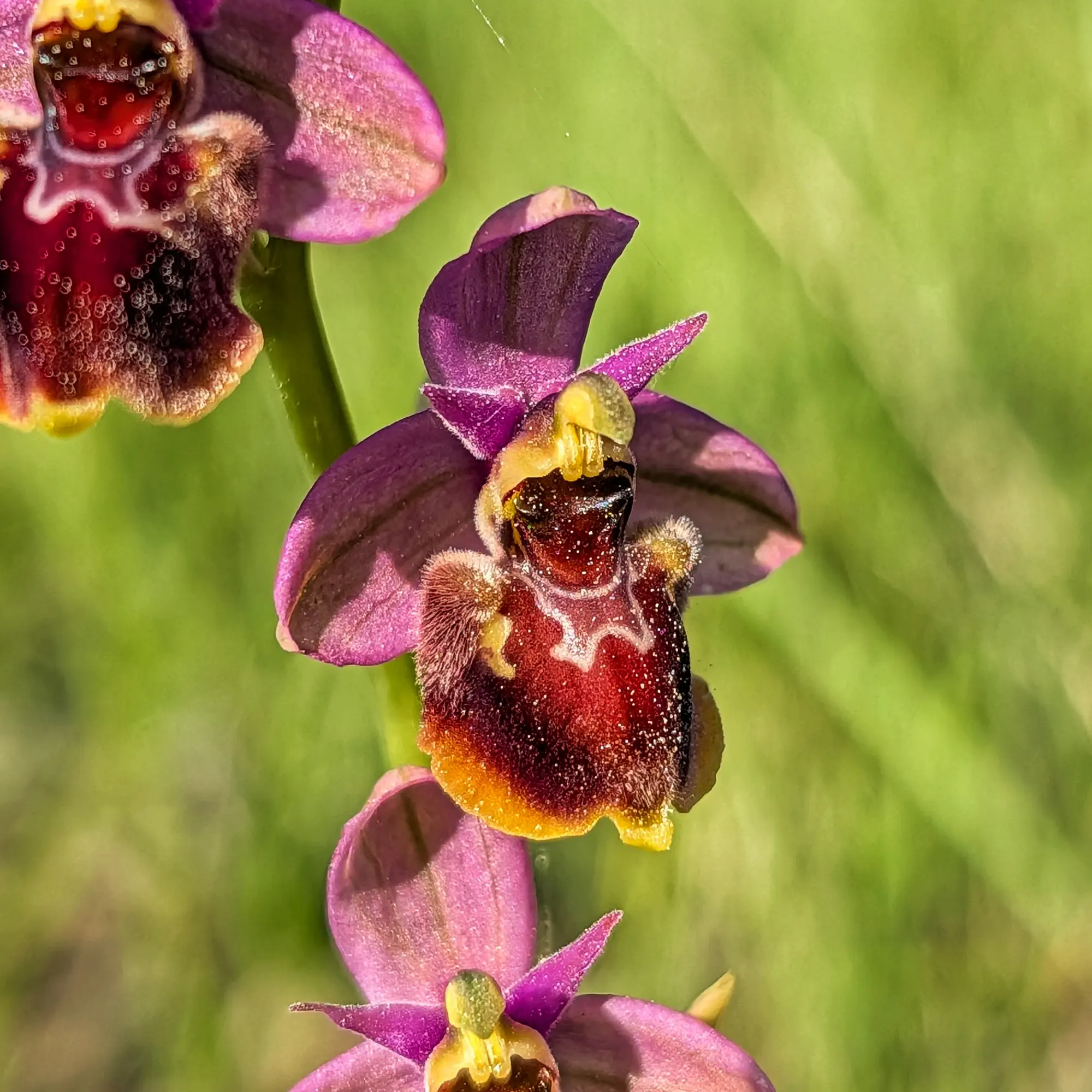 Primer pla d'orquídies Ophrys x peltieri amb pètals morats i label vermell fosc pelut sobre fons verd borrós.