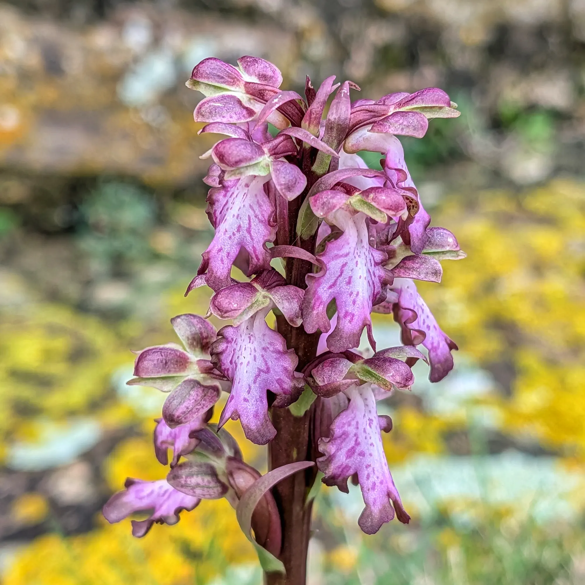 Primer pla d'una Himantoglossum robertianum amb flors morades i blanques tacades, fons desenfocat groc i verd.
