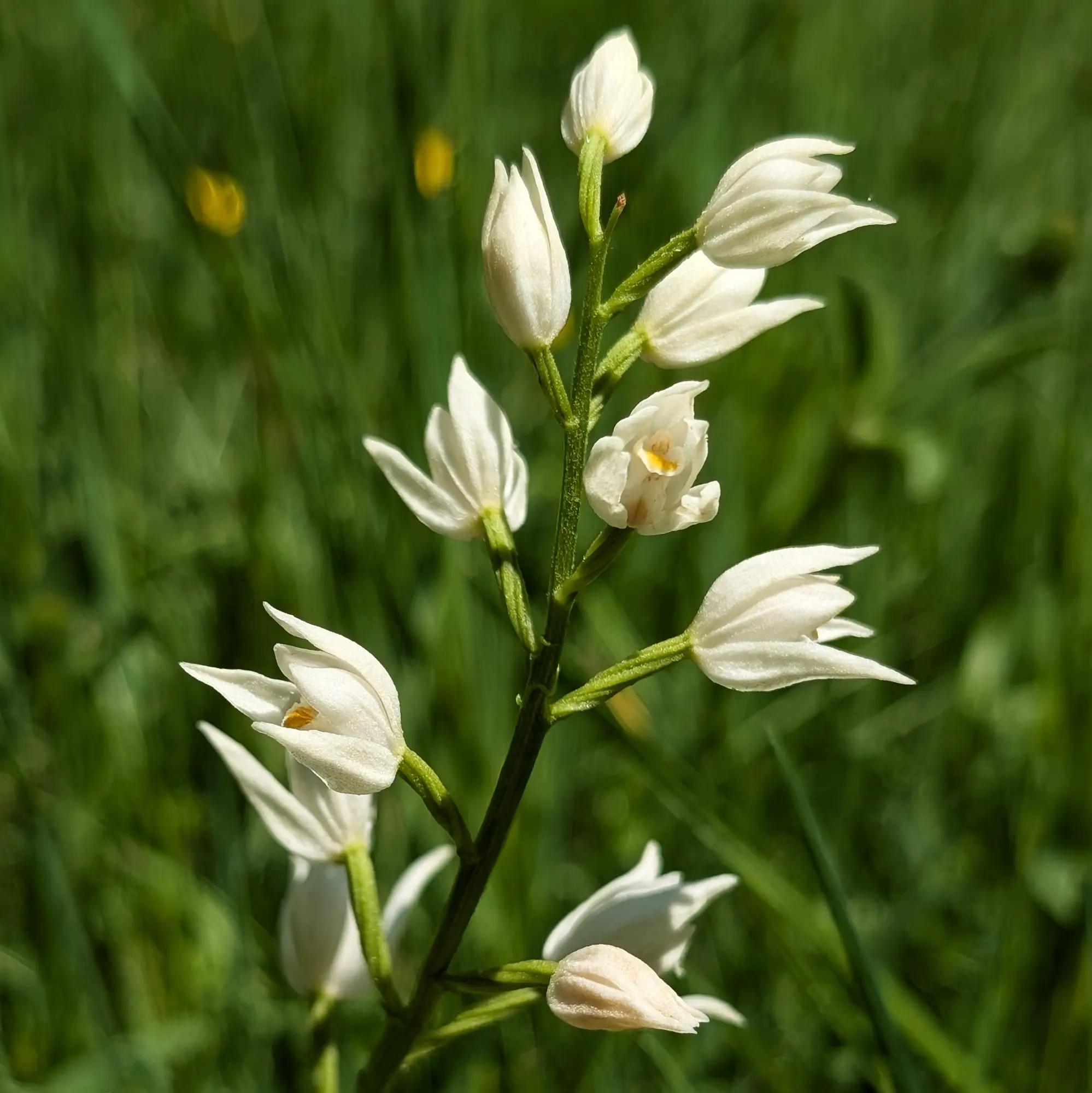 Cephalanthera longifolia from the Catalan Pre-Pyrenees