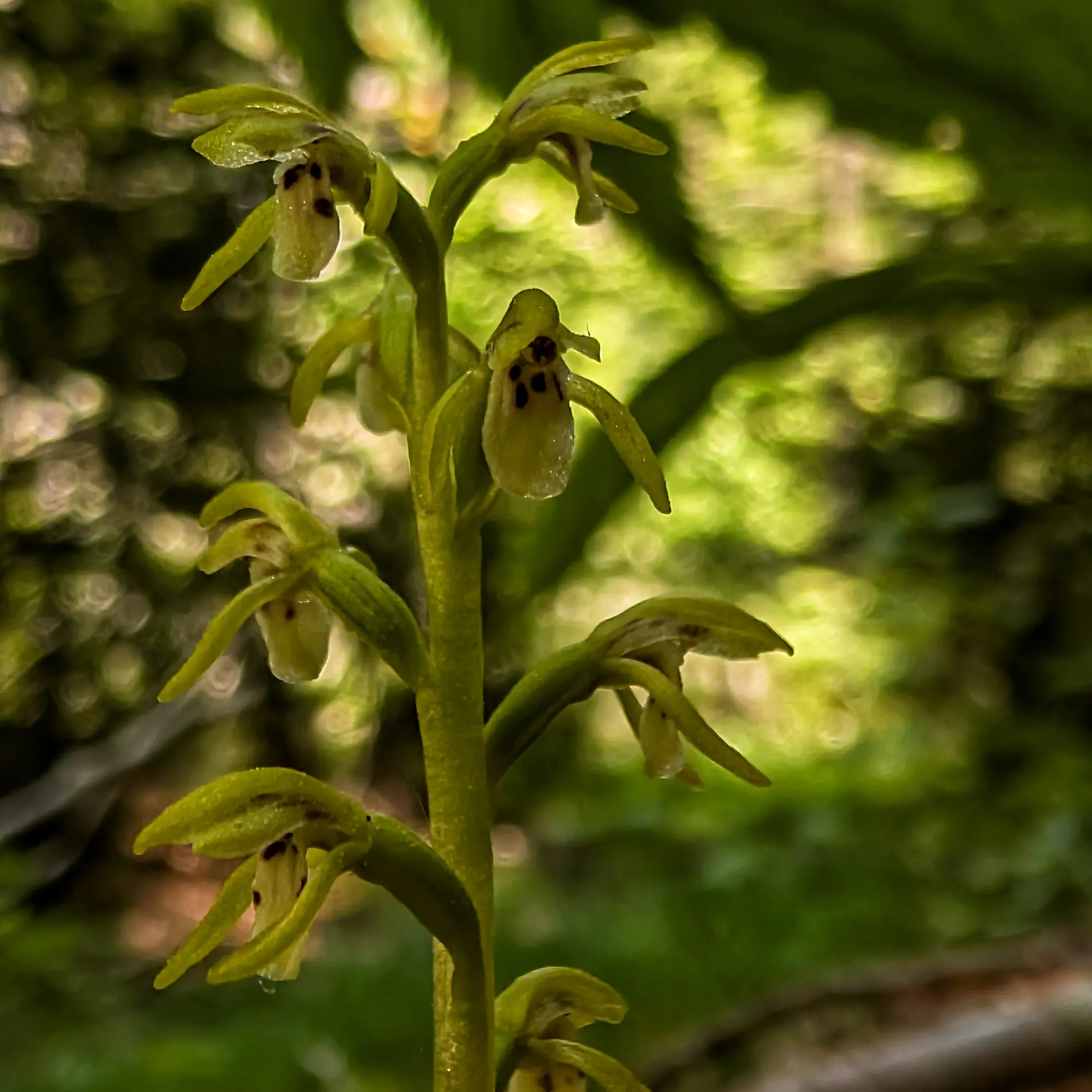 Specimen of Corallorhiza trifida from the Catalan Pre-Pyrenees