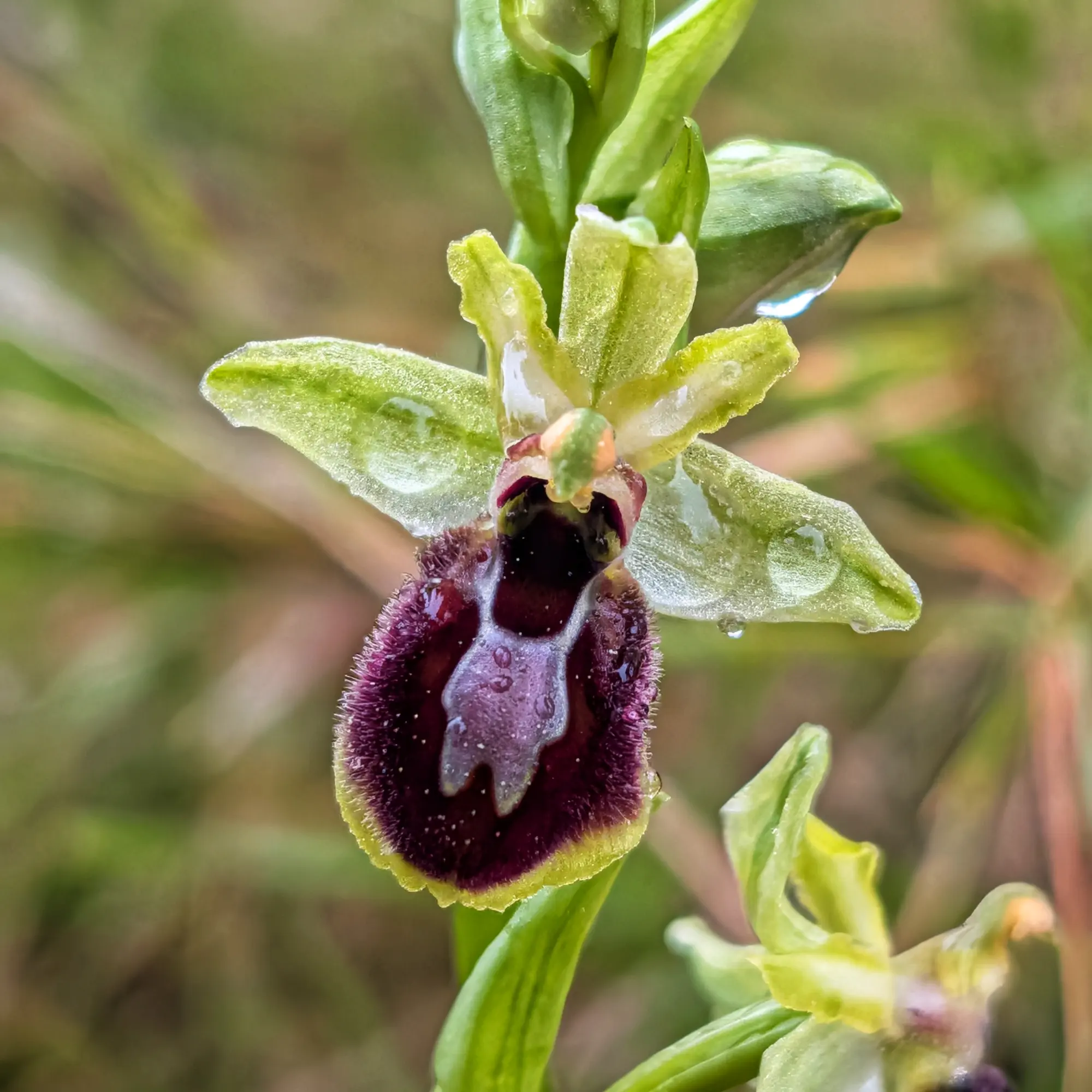 Close-up of a spider orchid (Ophrys arachnitiformis) with green petals and a dark purple velvety labellum covered in dewdrops.