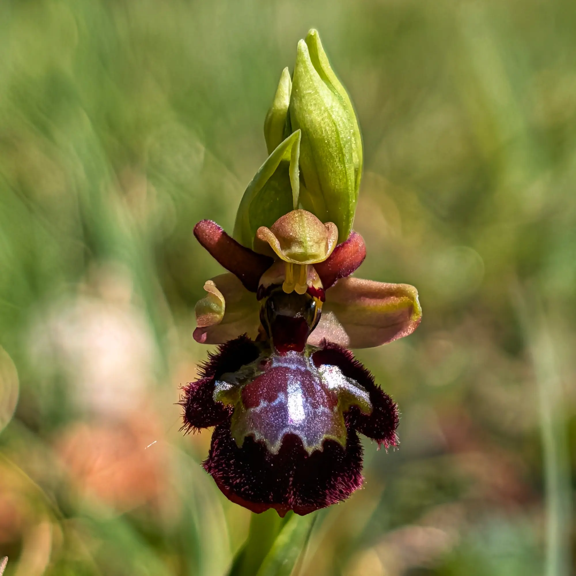 Primer pla d'un híbrid d'orquídia Ophrys amb pètals morats foscos i un patró central brillant, sobre fons verd difuminat.