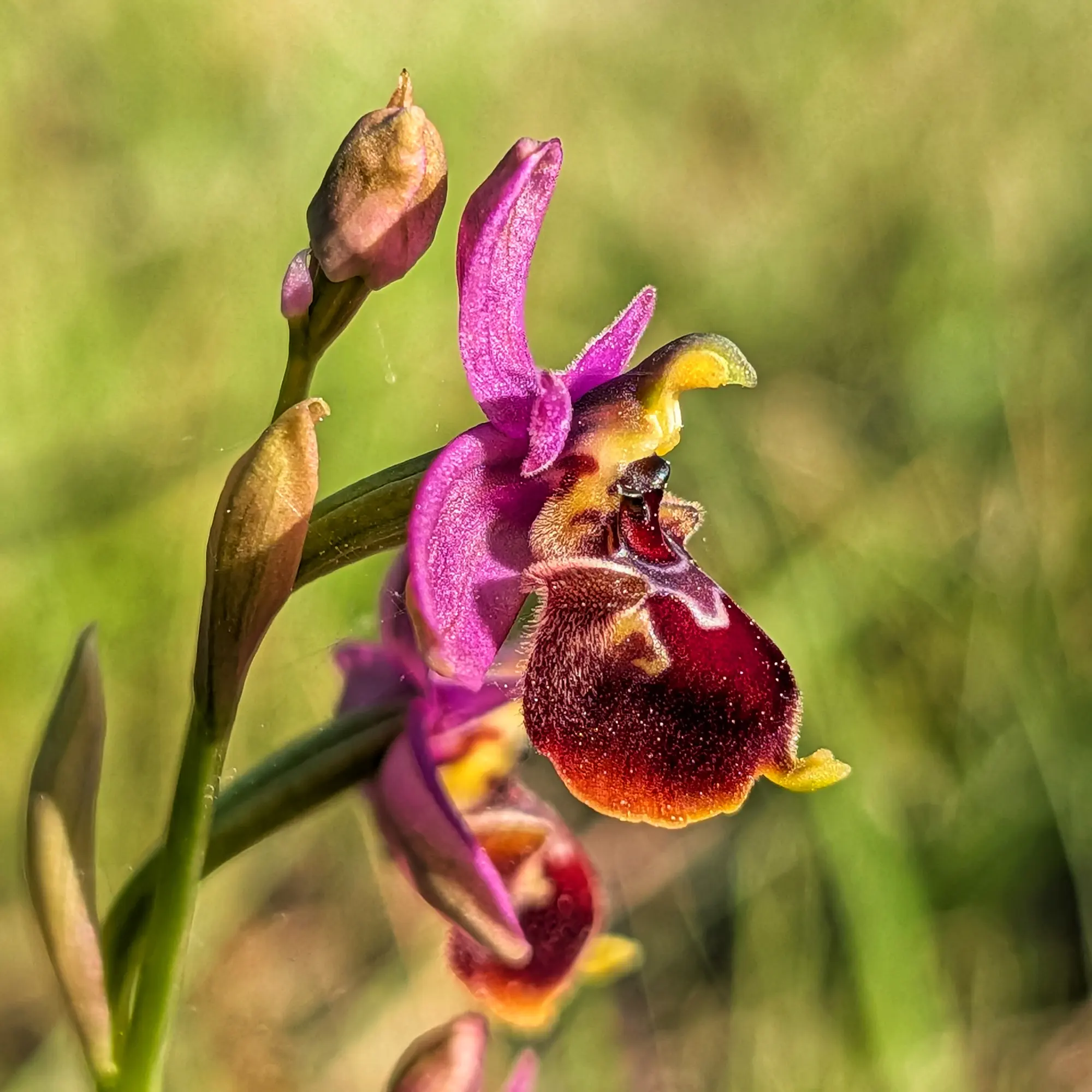 Orquídia Ophrys x peltieri lila i vermell fosc amb llavi vellutat, en primer pla sobre fons verd.
