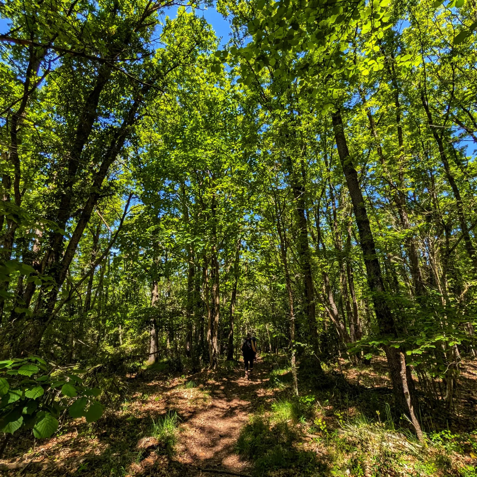 Beech forest direction Pla de Maià