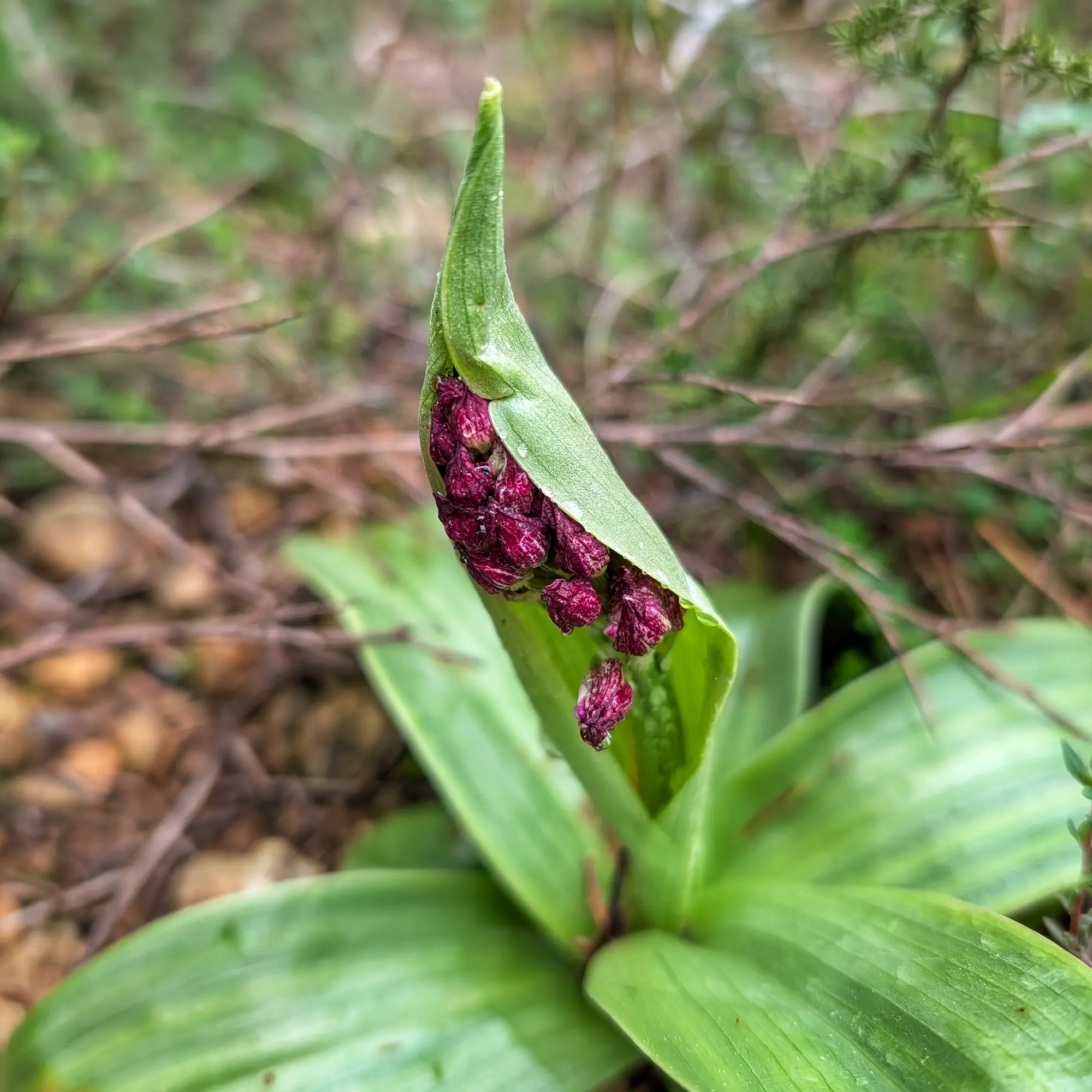 Primer pla de brots morats d'orquídia (Orchis purpurea) emergint de fulles verdes, sense florir completament.
