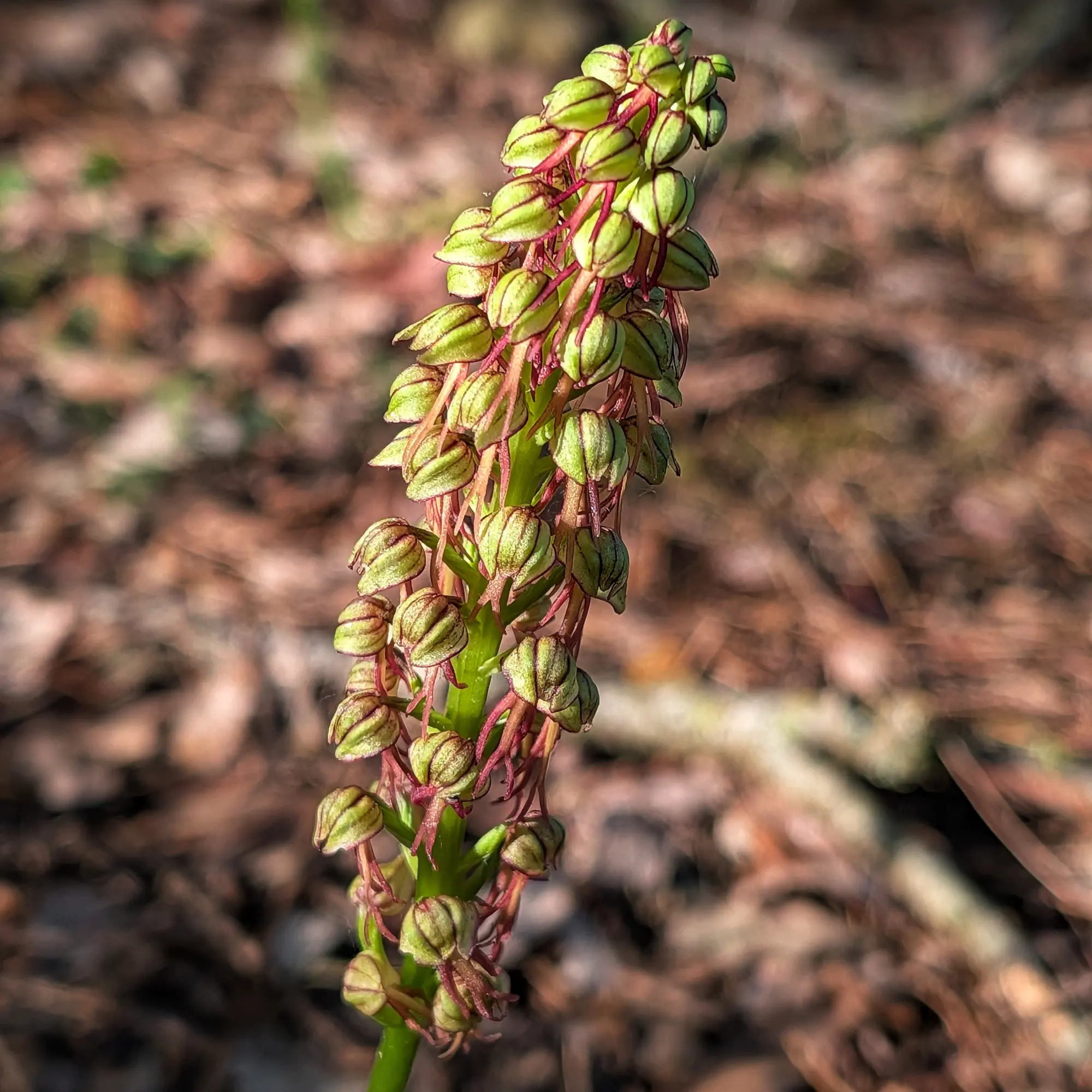 Primer pla d'una Orchis anthropophora amb brots florals verds i vermellosos, sobre un fons de fulles seques borrós.