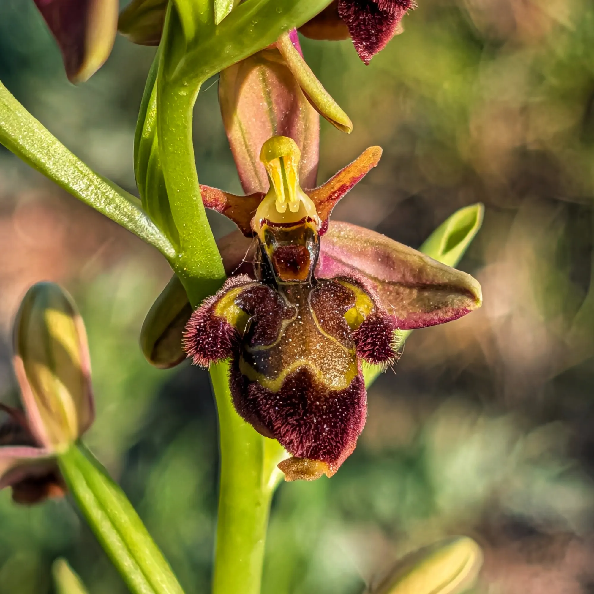 Macro de orquídea Ophrys x castroviejoi: labelo oscuro y peludo con marcas amarillas, tallo verde, fondo borroso.