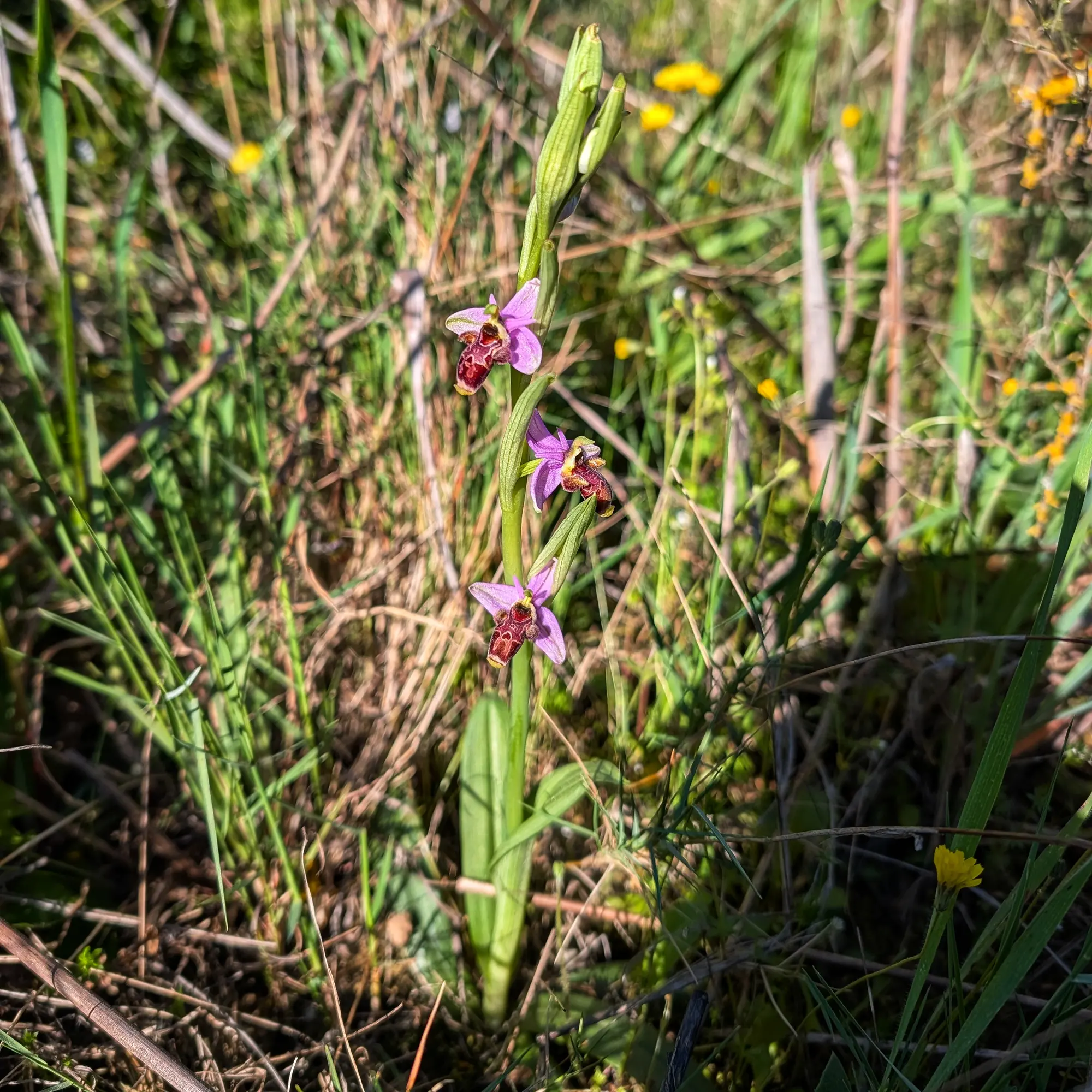 Close-up of an Ophrys scolopax orchid with three pink and dark reddish-brown patterned flowers on a green stem.