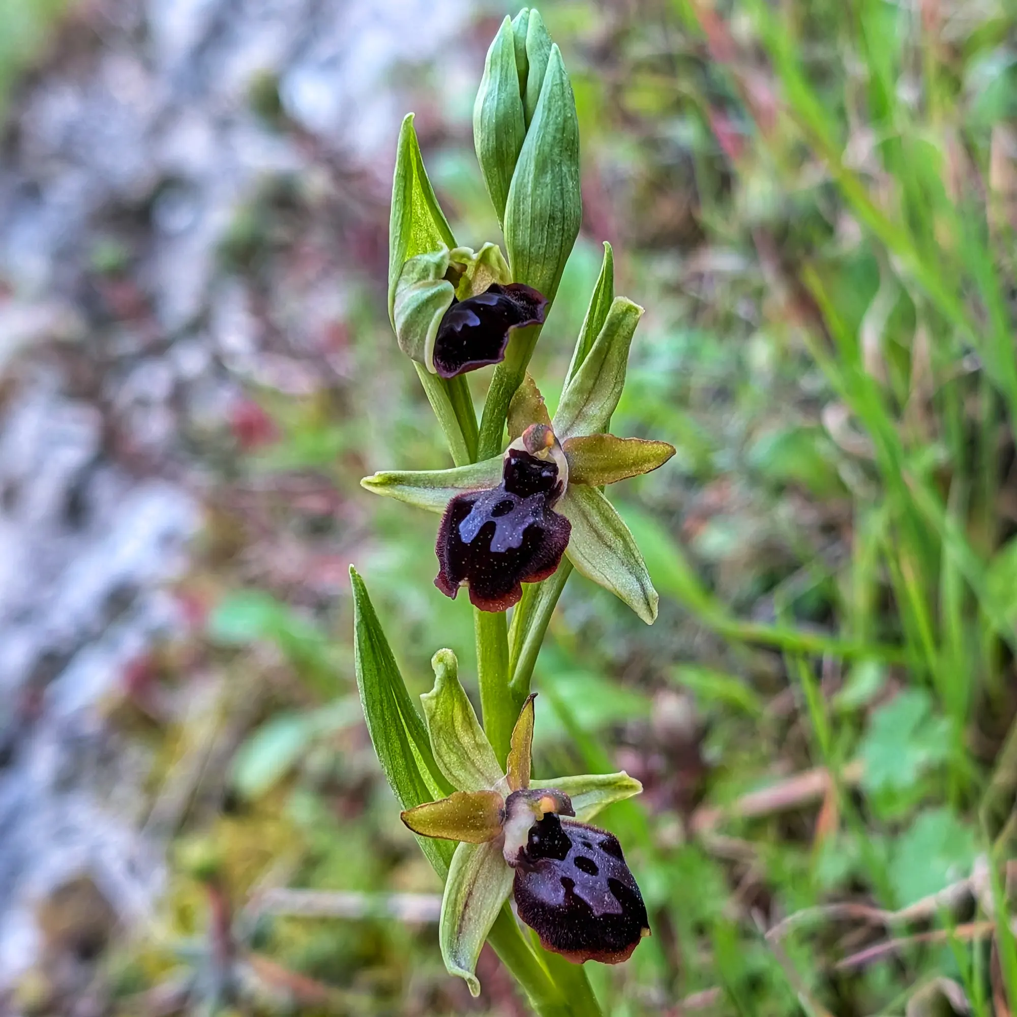 Primer plano de un tallo con tres orquídeas Ophrys passionis de labio oscuro y un brote verde, sobre fondo borroso.