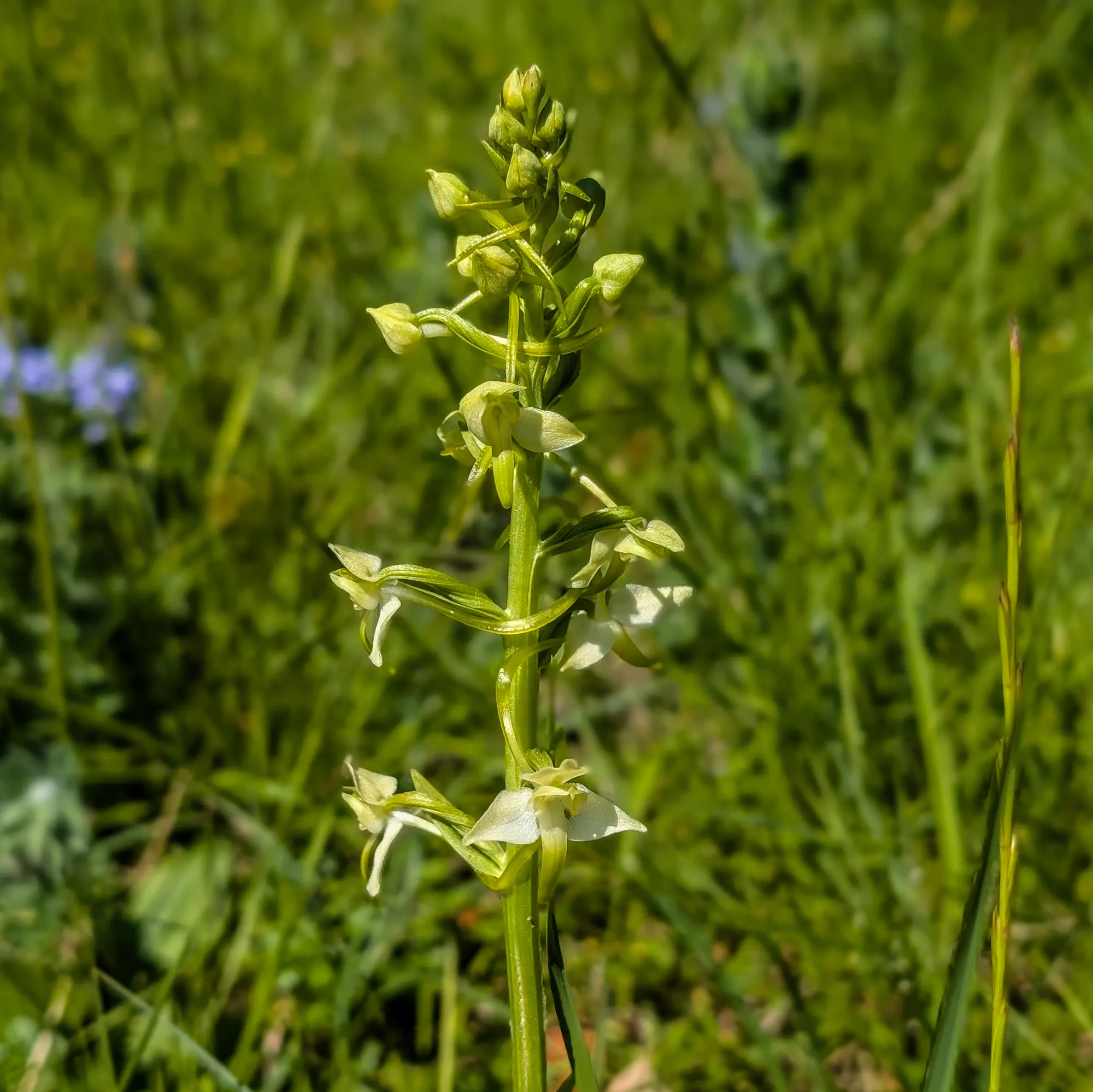 Platanthera chlorantha, orquídia silvestre de tija alta i flors verdoses, en bon estat.