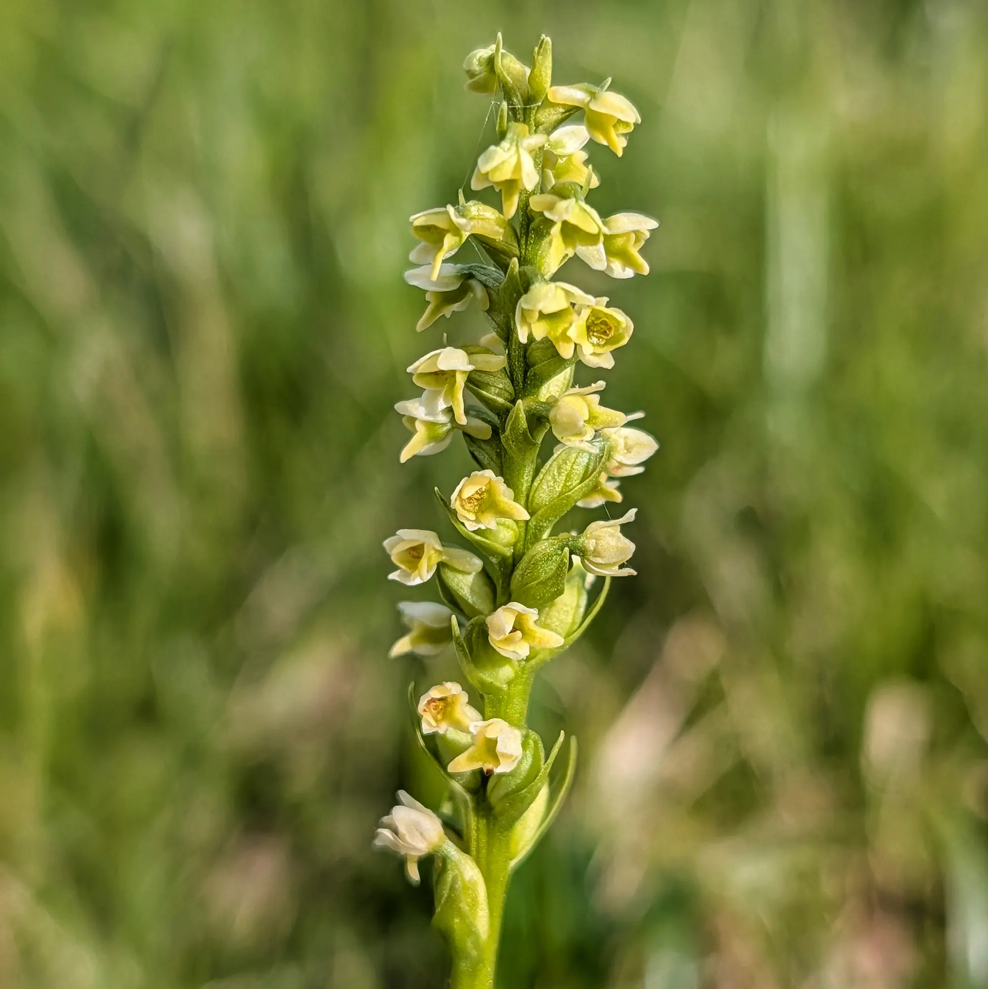 Primer pla d'una orquídia Pseudorchis albida amb flors delicades groc-blanquinoses sobre una tija verda, fons verd borrós.