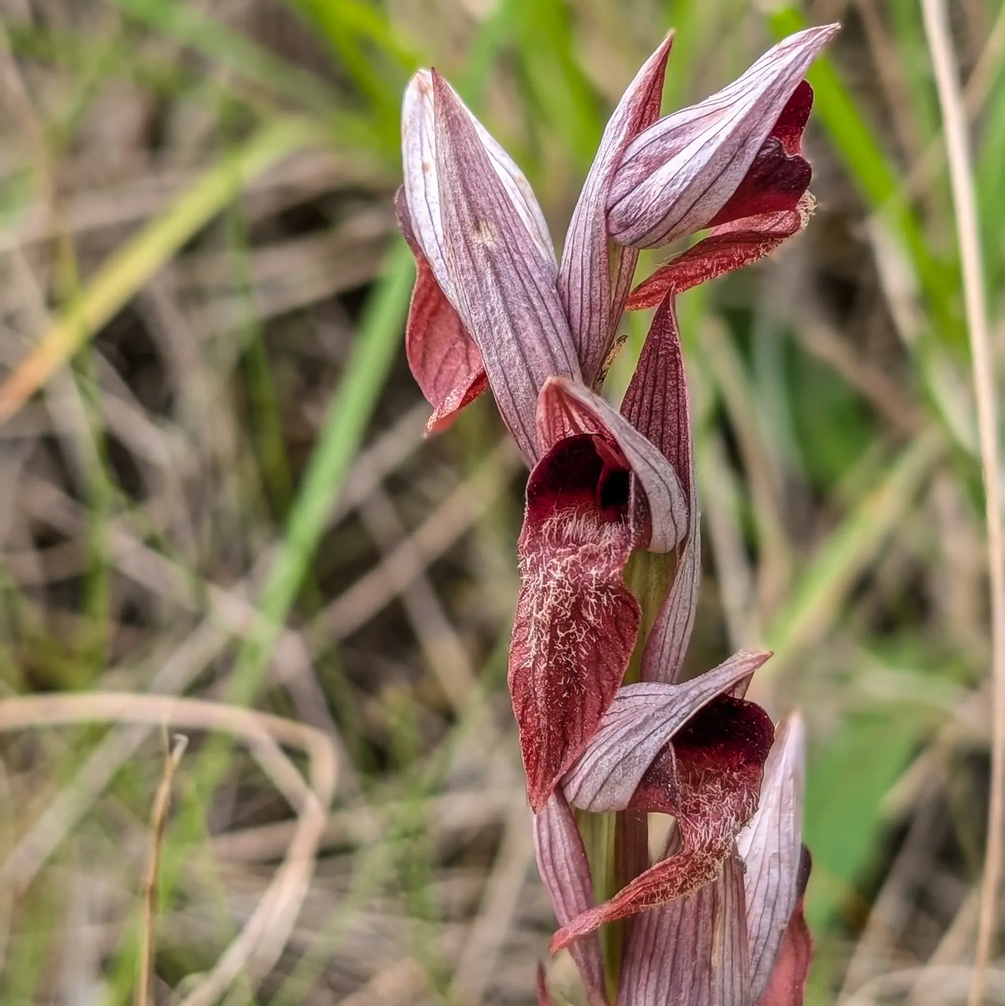 Specimen of Serapias vomeracea from the Corbières (France)