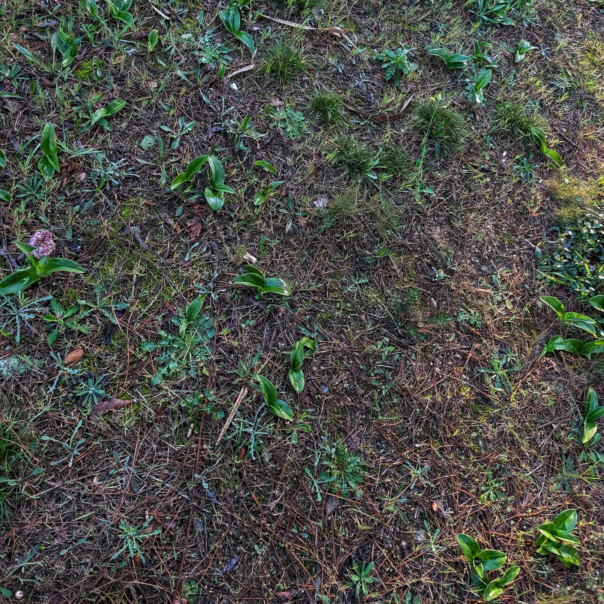 Població d'Himantoglossum robertianum, amb una orquídia florida.