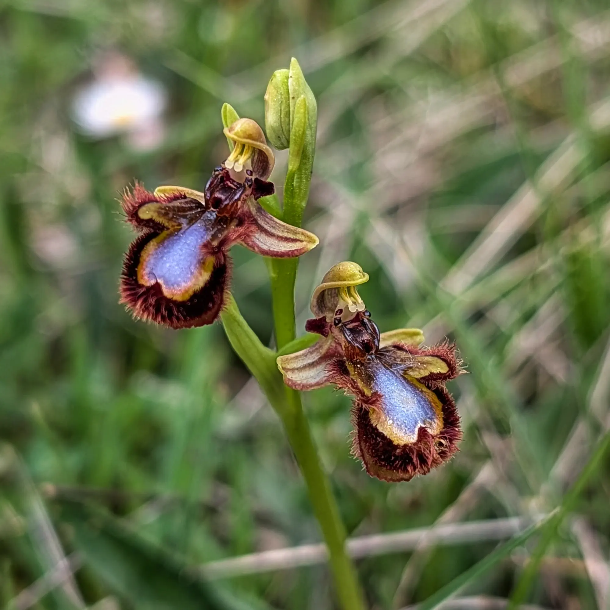 Mirror orchid (Ophrys speculum) with iridescent blue and velvety petals, against a blurred green background.