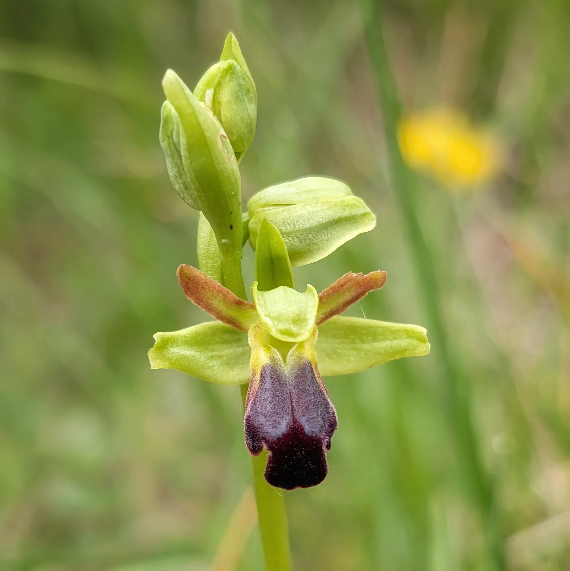 Primer pla d'una orquídia Ophrys funerea amb labellum fosc, pètals verds i brots, sobre fons verd difuminat.
