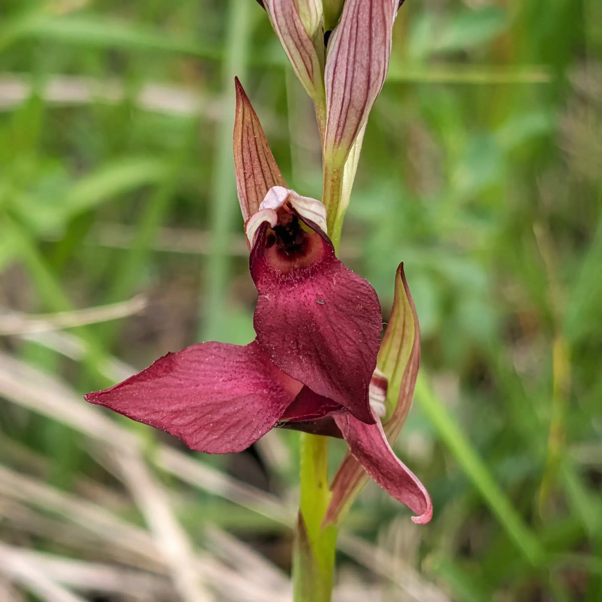 Serapias cordigera, orquídia de color vermell fosc amb llavi pelut, en primer pla amb fons verd borrós.