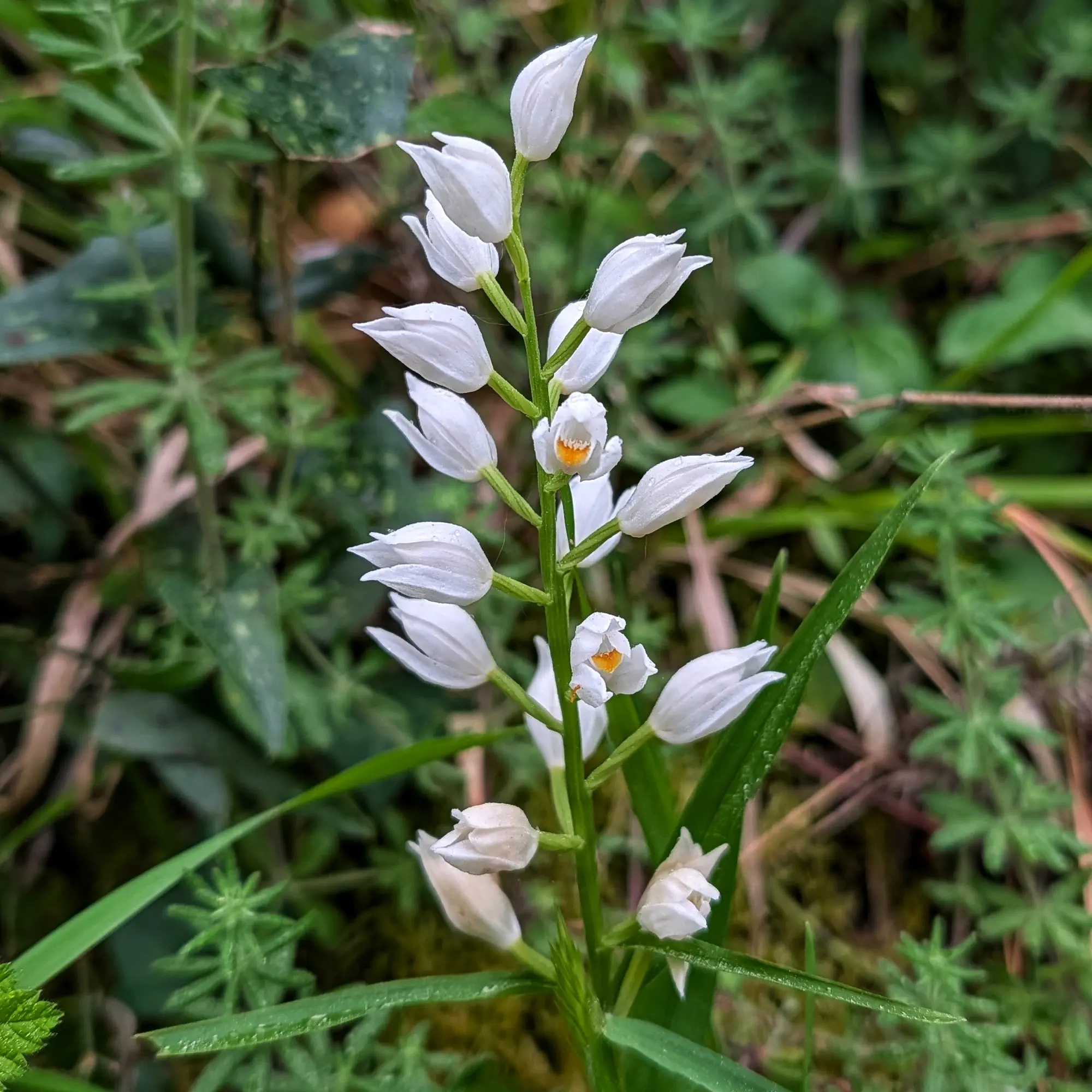 Primer plano de Cephalanthera longifolia con flores blancas y centros naranjas, fondo de follaje verde borroso.