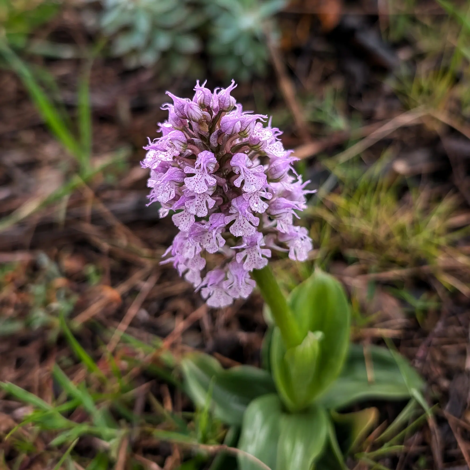 Orquídia Neotinea conica lila amb taques blanques i fulles verdes, en primer pla sobre fons borrós de terra.